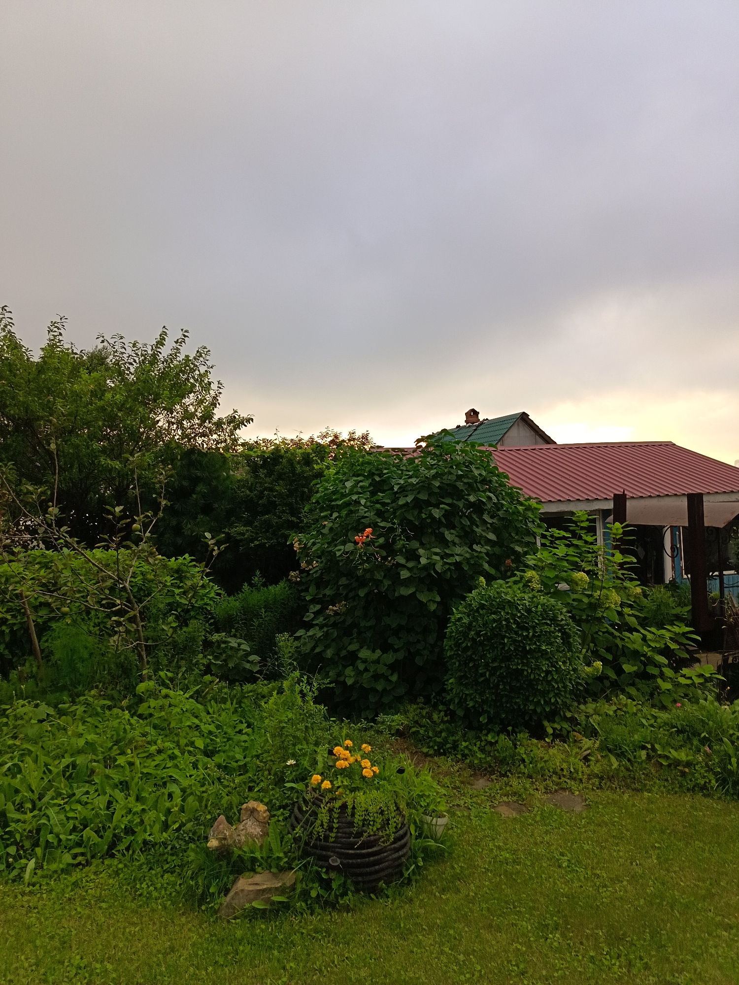 The image depicts an overgrown garden in what appears to be a rural or suburban setting. The foreground is dominated by lush green grass and various plants and bushes in various stages of growth. In the mid-ground, a large bush with bright orange flowers is visible, situated near a rustic garden ornament. Behind this, a house with a red metal roof and a green-roofed annex can be seen, partially obscured by dense foliage. The sky above is overcast with a soft, diffused light, suggesting it may be late afternoon or early evening. The overall impression is one of a wild and natural garden, possibly unkempt, with elements of a residential property integrated into the landscape. There are no people or animals visible in the scene.