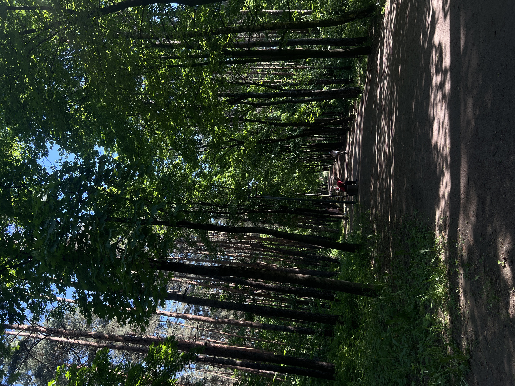 The image captures a sunlit, tree-lined path within a park or forest in Saint Petersburg, Russia. Numerous tall trees, primarily with dense green foliage and some visible trunks of pine-like trees, line both sides of the path, creating a natural canopy. The path itself appears to be dirt or gravel, stretching into the distance and marked by strong, elongated shadows cast by the overhead trees.
Two human figures are visible further along the path. One figure, dressed in red, is seated or resting on what appears to be a low structure or steps on the right side of the path. A second, lighter-colored figure is discernible further beyond. Their presence suggests a leisurely activity, such as walking or relaxing in the park.
The scene is illuminated by bright sunlight, indicative of daytime, likely late morning or afternoon. Patches of clear blue sky are visible through the gaps in the dense tree canopy, confirming sunny weather conditions. The strong sunlight creates distinct patterns of light and shadow on the path and highlights the vibrant green of the leaves and undergrowth. No visible text is present in the media file.