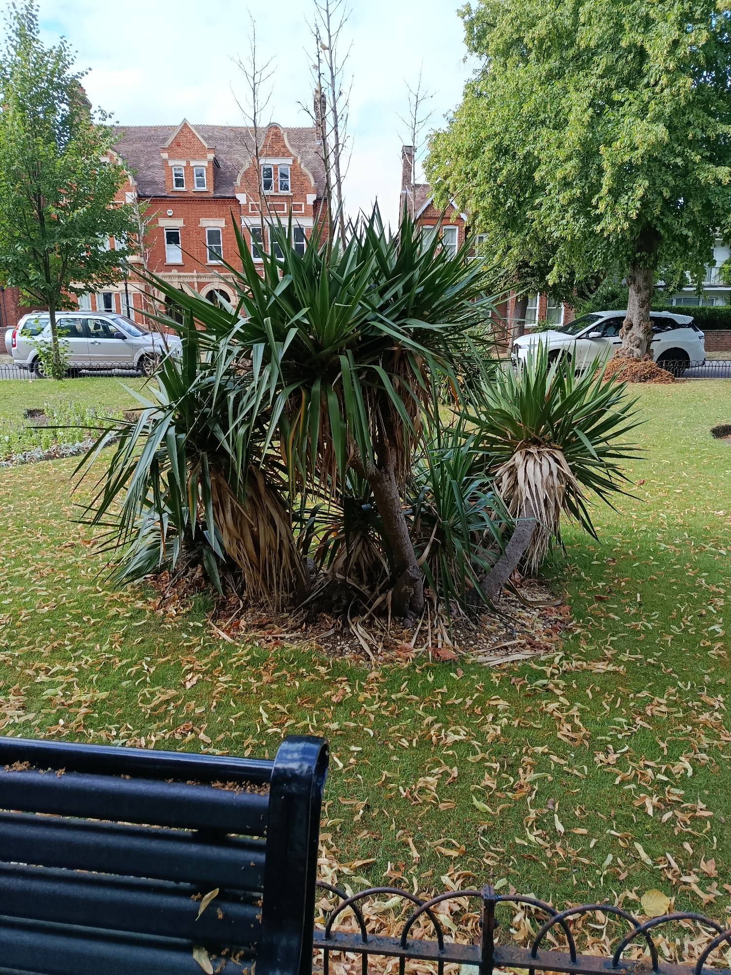 This image depicts a residential street scene in Bedford, United Kingdom. The focus is on a small green space with a cluster of palm-like plants, likely Yucca, in the foreground. These plants have thick, woody trunks and long, spiky green leaves. One of the plants has a significant amount of dry, brown leaves clinging to its trunk. The ground around the plants is covered in a lush green lawn, dotted with fallen brown leaves, suggesting it is autumn.
Behind the plants, a traditional red brick house with a tiled roof and multiple windows is visible. The architecture suggests it is a period property. To the right of the house, a large tree with dense green foliage provides shade. Parked on the street in front of the properties are two cars: a silver SUV on the left and a white modern SUV on the right. A black metal bench with a slatted seat is positioned in the lower foreground, partially obscured by a black metal fence. The sky above is overcast with hints of blue peeking through, indicating a cloudy day. The overall atmosphere is peaceful and tranquil, capturing a quiet moment in a suburban setting. No people are visible in the image. There is no visible text.