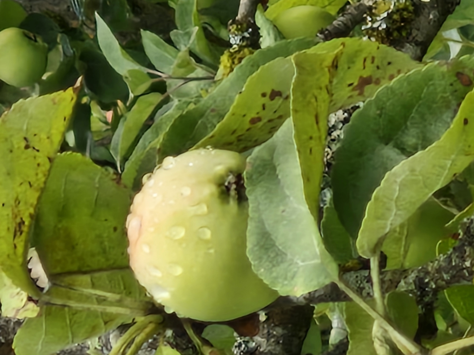 A close-up, vertical, slightly blurry shot shows a green and pale yellow apple on a tree branch. The apple is partially obscured by green leaves, some of which have brown spots. Dewdrops are visible on the apple's surface. The background is out of focus, showing more leaves and branches, with a hint of another green apple in the upper right corner. The image does not contain any identifiable landmarks or features that would indicate its location within the city of Ķekava, Latvia. There are no people or animals present.
