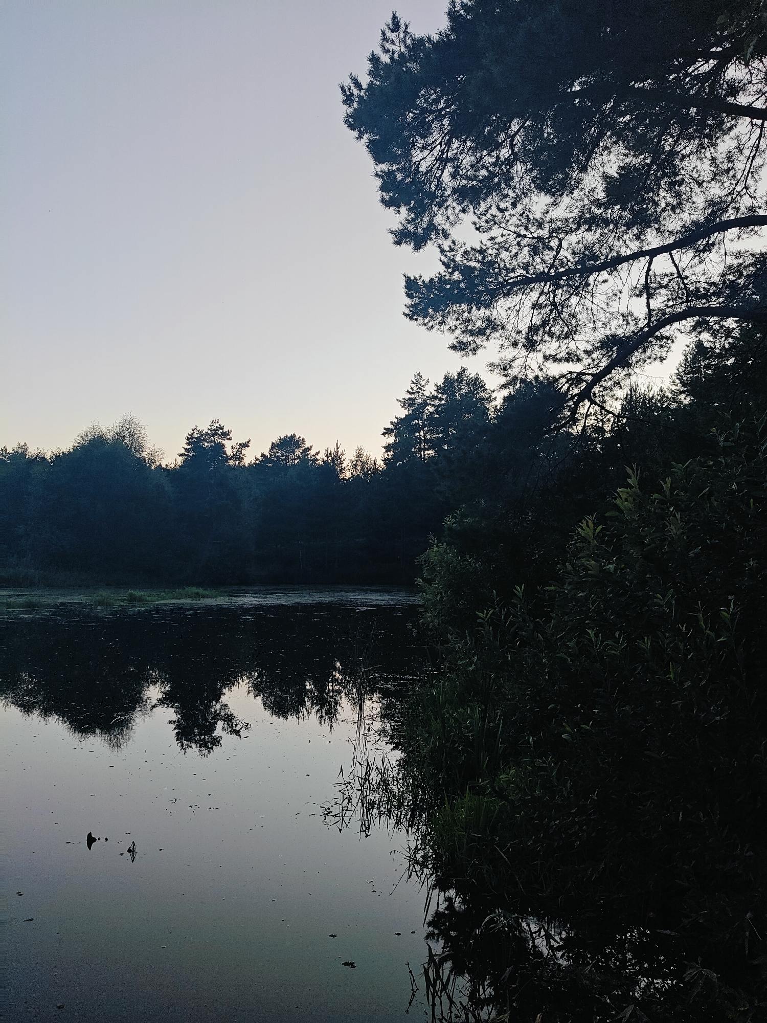 This is a wide-angle, vertical photograph taken at dusk, showing a serene natural landscape near the city of Chaikovsky, Russia. The image features a calm body of water in the foreground, reflecting the silhouetted trees and the pale sky. The water's surface is dark and still, with some scattered debris or plant matter visible.
The middle ground is occupied by a dense line of dark green trees and foliage, forming a thick forest that stretches across the horizon. These trees are mostly deciduous, with some conifers interspersed. The overall impression is one of lush, untouched nature.
Dominating the upper right portion of the frame is the dark silhouette of a large pine tree, its branches extending towards the sky and partially obscuring the twilight sky. The sky itself is a gradient of pale blue and grey, typical of early morning or late evening.
There are no people or animals visible in the image. The scene is quiet and still, conveying a sense of solitude and the beauty of the natural world at twilight. The photograph appears to be taken from a low vantage point, close to the water's edge.