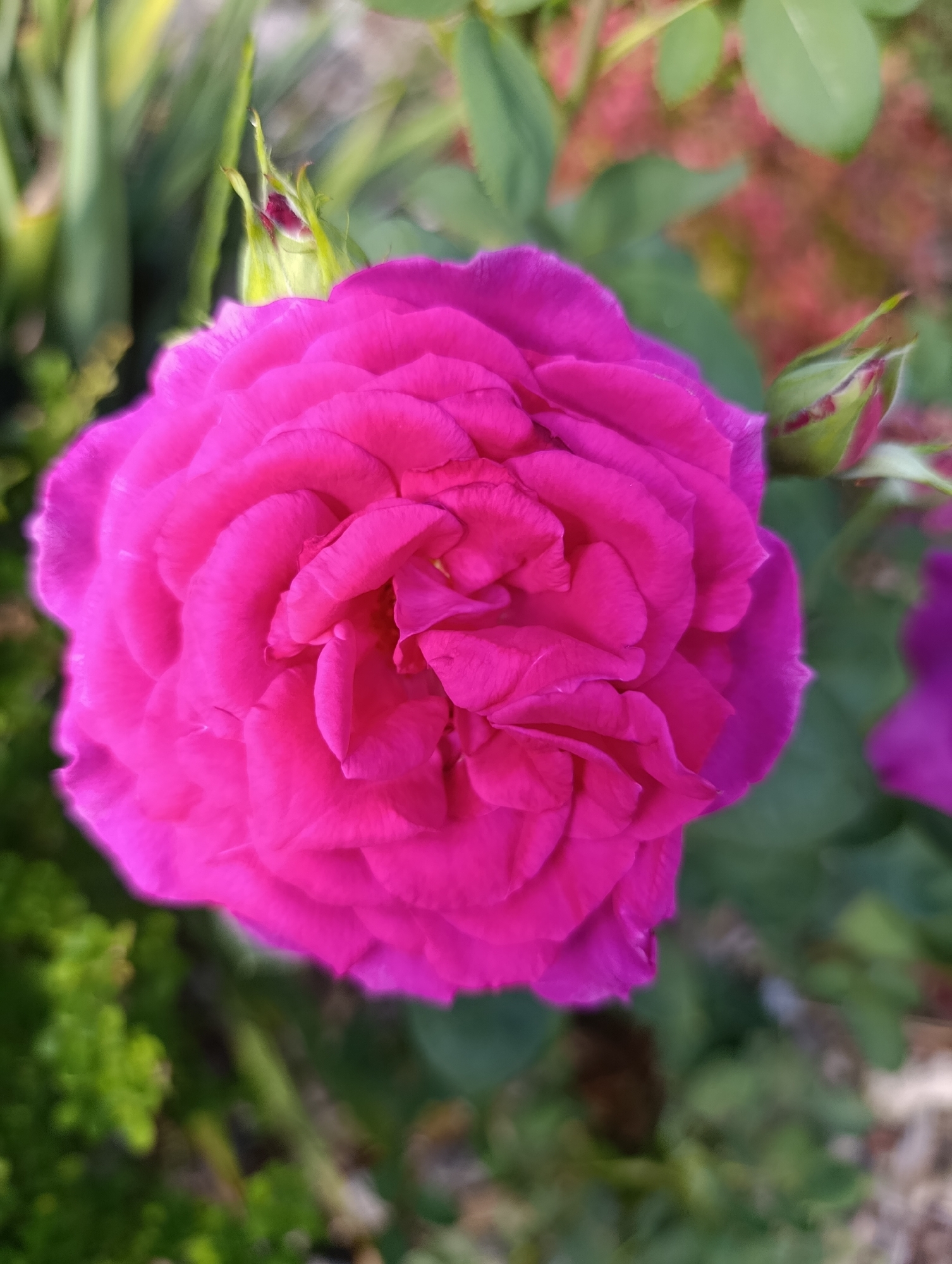 A close-up, top-down view of a vibrant fuchsia rose in full bloom dominates the frame. The petals are tightly packed and layered, with a soft, velvety texture. The rose is positioned slightly to the left of center, with hints of other foliage and flower buds in the background. To the upper left, a green rose bud with a hint of pink is visible, partially obscured by blurred green leaves. To the upper right, another green rose bud with some pink is also visible. In the mid-ground and background, out-of-focus green leaves and some reddish-brown soil or mulch are present. To the far right, a blurry purple object, possibly another rose or flower, is partially visible. The overall impression is of a blooming rose in a garden setting. The image was taken in the city of Bratske, Ukraine.