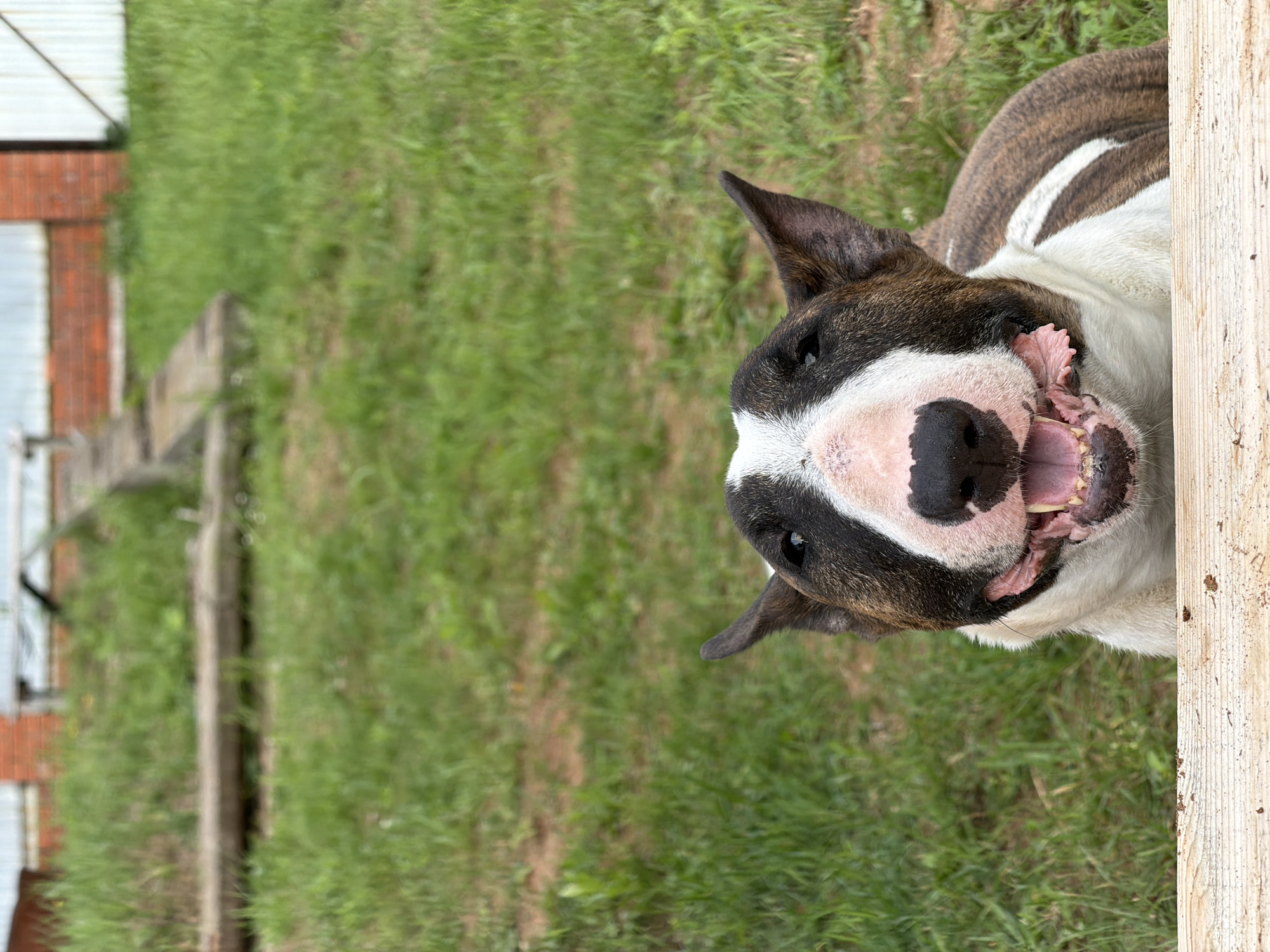 The image shows a bull terrier peeking over a wooden railing in a grassy yard. The dog has a white blaze on its face, brown and white brindle markings, and its mouth is open in a smile, revealing its teeth. In the background, there is a brick building and some fencing, suggesting an outdoor setting. The lighting is natural daylight, casting soft shadows. The image appears to be taken in a residential area, possibly a backyard. There are no people visible in the image. The image is shot from a low angle, looking up at the dog. The image does not contain any information that would allow for its location to be identified as Chaikovsky, Russia.