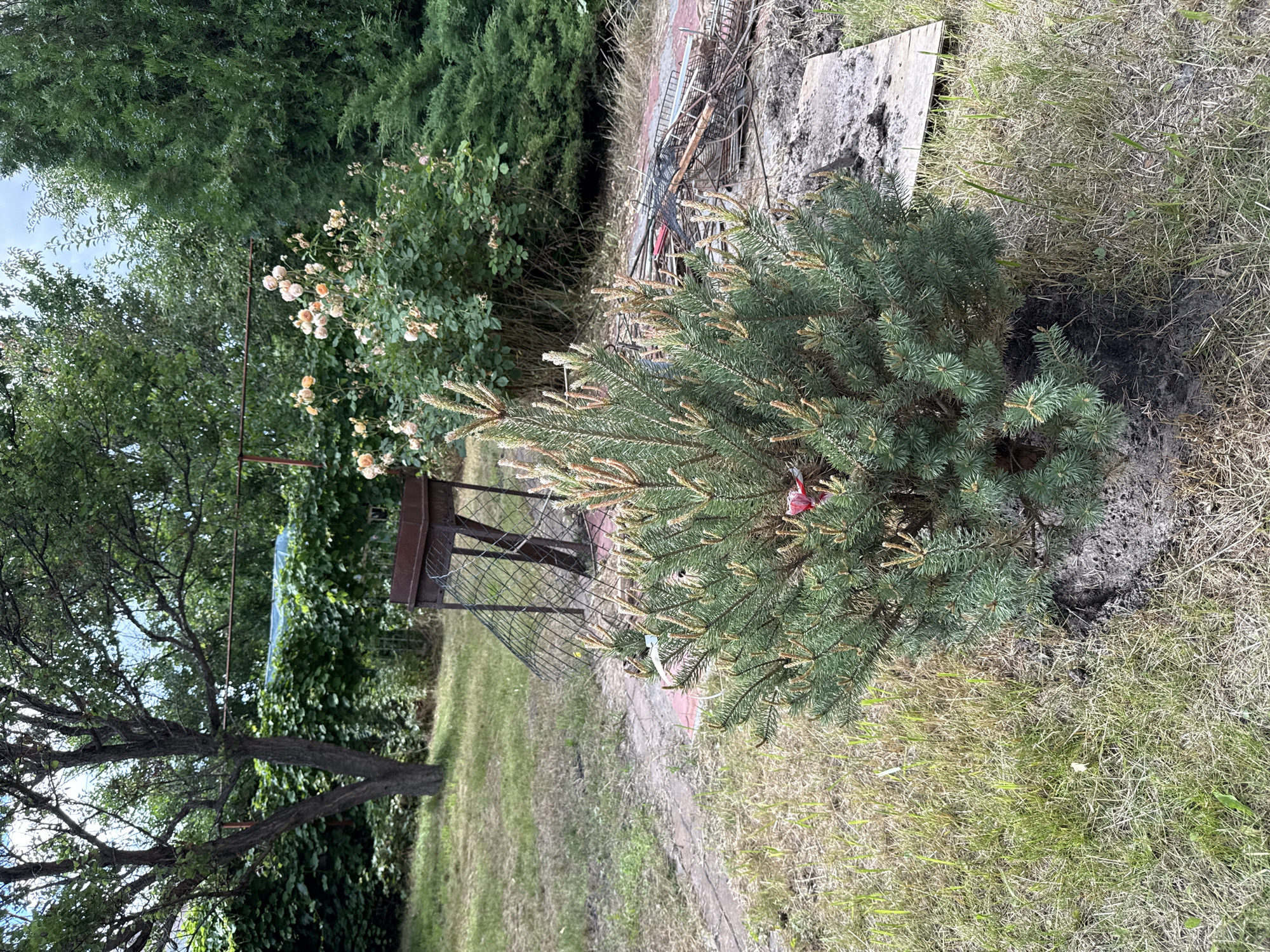 This is a vertical, outdoor, eye-level shot of a small pine tree in a garden setting. The tree is in the foreground, and to its left is a larger tree with a vine growing on it. Behind the pine tree, there is a fence and some overgrown bushes with pink flowers. In the background, there are more trees and a pile of scrap metal. The ground is covered with grass and dirt. The lighting suggests it is daytime, and the weather appears to be clear. There are no people or text visible in the image.