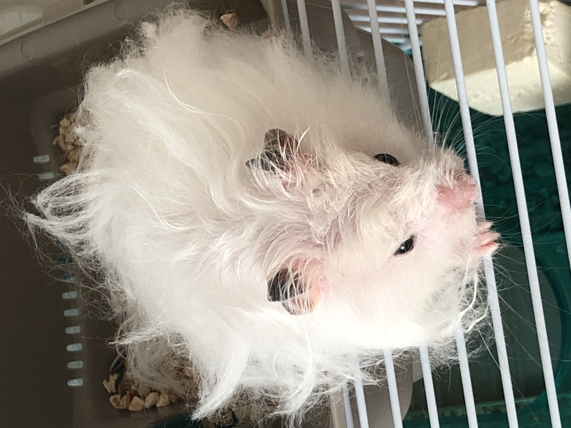 A white hamster with messy fur is in its cage. The hamster has dark ears and eyes. The cage appears to be made of plastic and metal bars. The background of the cage has bedding material and a light-colored chew toy. The image does not contain any information that would allow for the determination of its location in the city of Solikamsk, Russia.