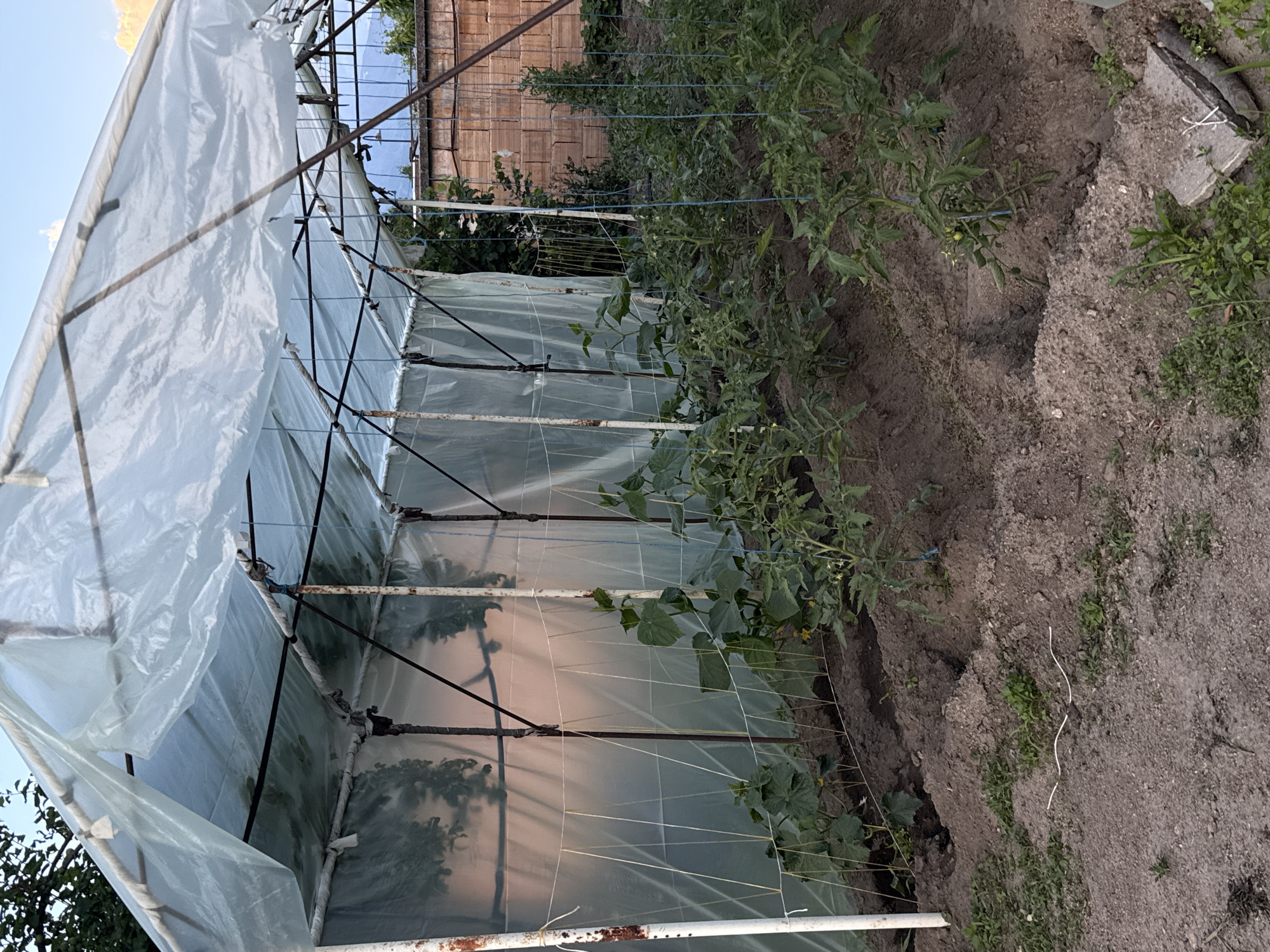 The image shows a garden in Bogdan, Bulgaria. A makeshift greenhouse, constructed from a metal frame covered with translucent plastic sheeting, is prominent on the left. Inside the greenhouse and along its edge are growing tomato and cucumber plants, supported by white string. The surrounding ground is dark earth, with some weeds present. A brick wall is visible in the background. The sky is a pale blue.