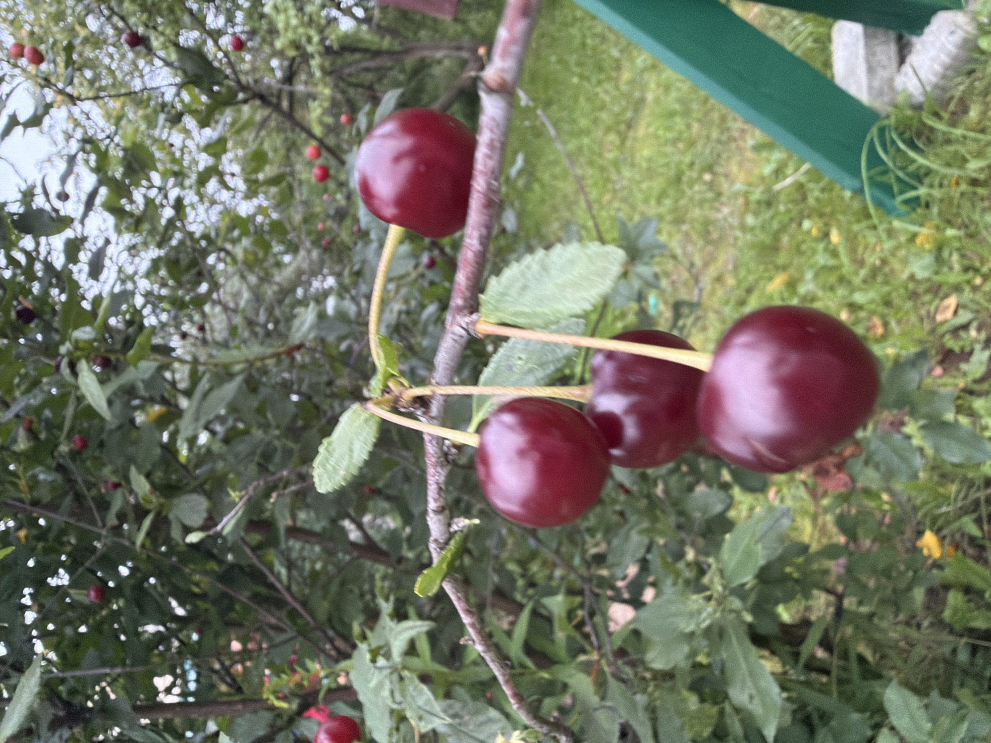 The image depicts a close-up view of several ripe cherries hanging from a tree branch. The cherries are a deep red color and appear plump and glossy. Some of the cherries have short stems attached. The background consists of lush green foliage, suggesting an outdoor setting, likely a garden or orchard. In the distance, hints of more cherries on the branches and a blurry green structure can be seen. The lighting suggests it is daytime, with soft natural light illuminating the scene. The image is taken from a slightly low angle, looking up at the cherries. There are no people or animals visible in the image. The location in the city of Petukhi, Russia is not discernable from the visual information provided in the image.