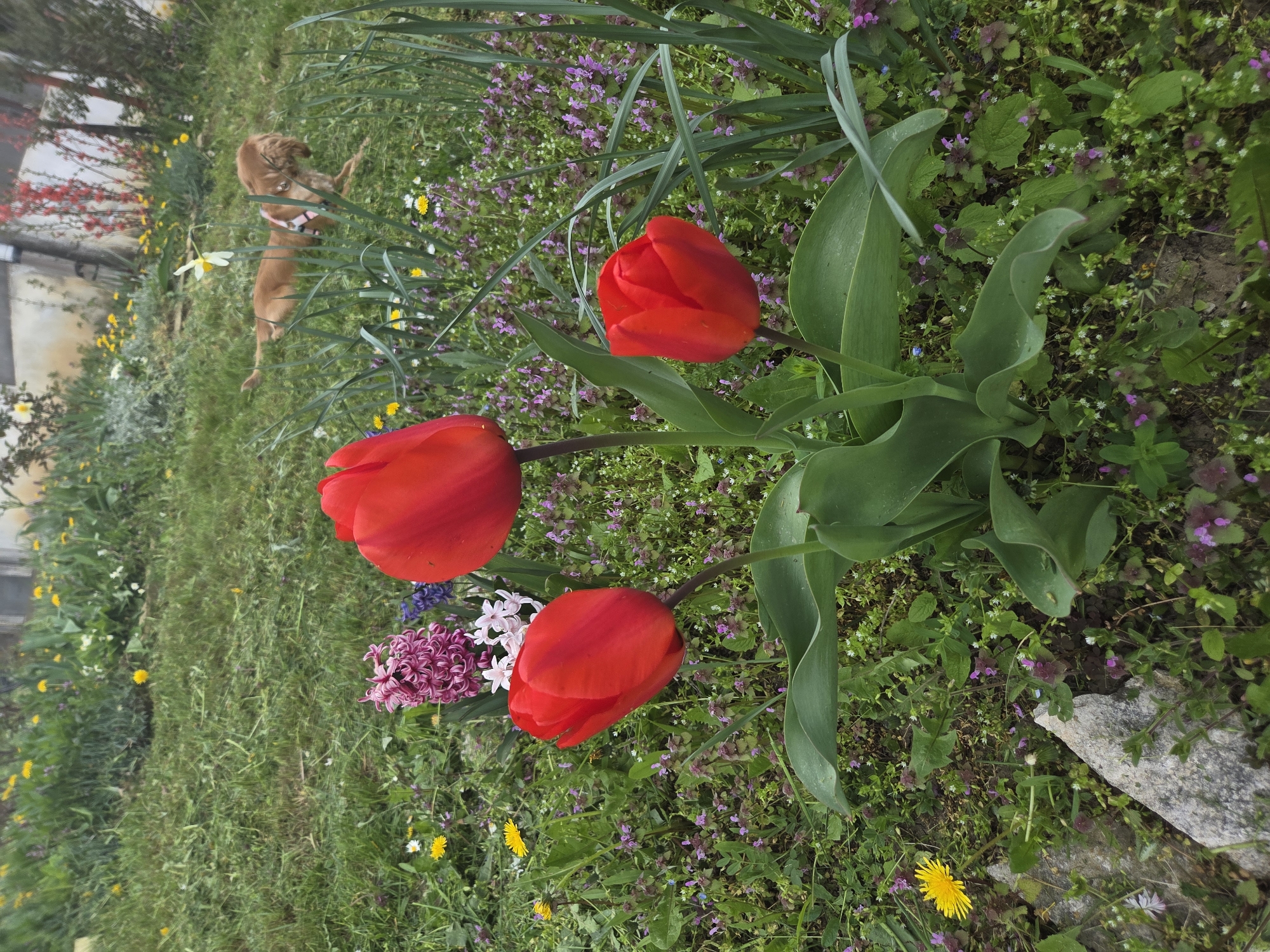 This vibrant daytime photograph captures a lush garden scene in Balabansko, Bulgaria, bustling with spring life. In the foreground, three prominent red tulips stand tall and in full bloom, their vivid petals contrasting with their deep green leaves. To their left, a cluster of purple and white hyacinths adds further color to the floral arrangement.
The ground is a rich tapestry of green grass, extensively covered with a variety of wildflowers, including numerous small purple-flowered plants, white blossoms, and scattered bright yellow dandelions. Further into the garden, a white daffodil is also visible.
In the mid-ground on the left, a light brown dog wearing a pink collar is resting or lying down on the grass, its gaze directed towards the viewer. The background on the far left shows more green foliage and a glimpse of a structure, possibly a building or wall. The scene conveys a sense of peaceful natural beauty and the freshness of spring. There is no visible text in the image.