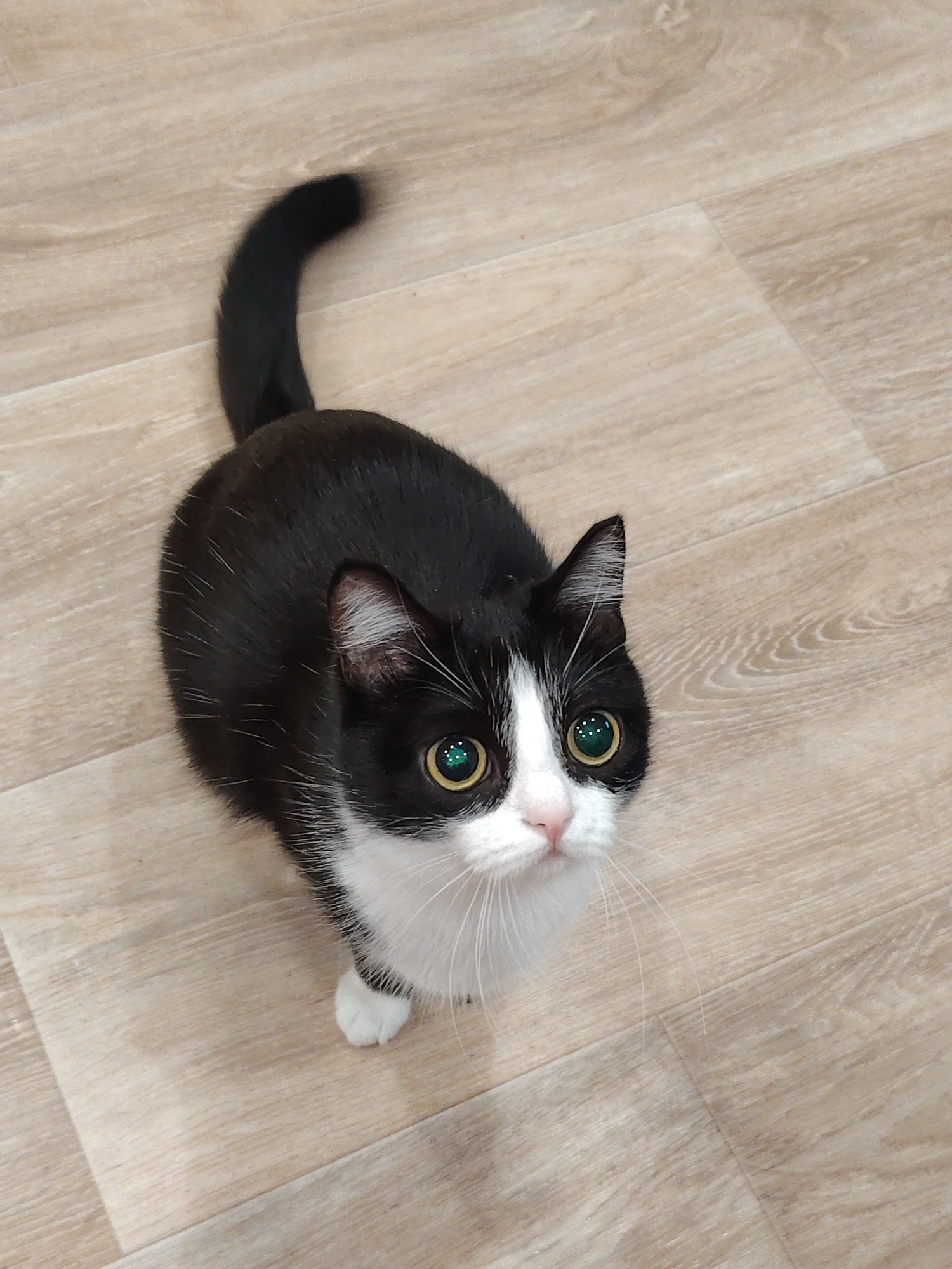A black and white cat stands on a light-colored, wood-patterned floor, looking up toward the camera. The cat has a black body with white markings around its face and chest, and one white paw is visible. The cat's eyes are green, and its tail is curled slightly. The location appears to be indoors.