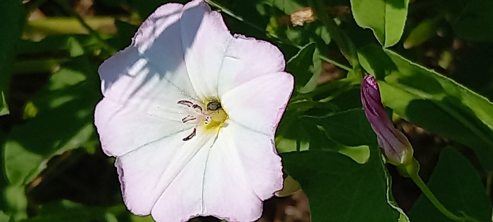 A close-up, vertical shot captures a white bindweed flower in bloom, with a small, dark insect nestled inside its petals. The flower's delicate, trumpet-shaped petals are tinged with a faint pink on the edges. Within the flower's center, a yellow stamen is visible, along with the dark insect that appears to be a beetle. The background consists of out-of-focus green leaves and foliage, suggesting an outdoor setting in a natural or garden environment. A tightly furled purple bindweed bud is also visible in the lower portion of the frame, partially obscured by leaves. The image was taken in Kryvyi Rih, Ukraine.