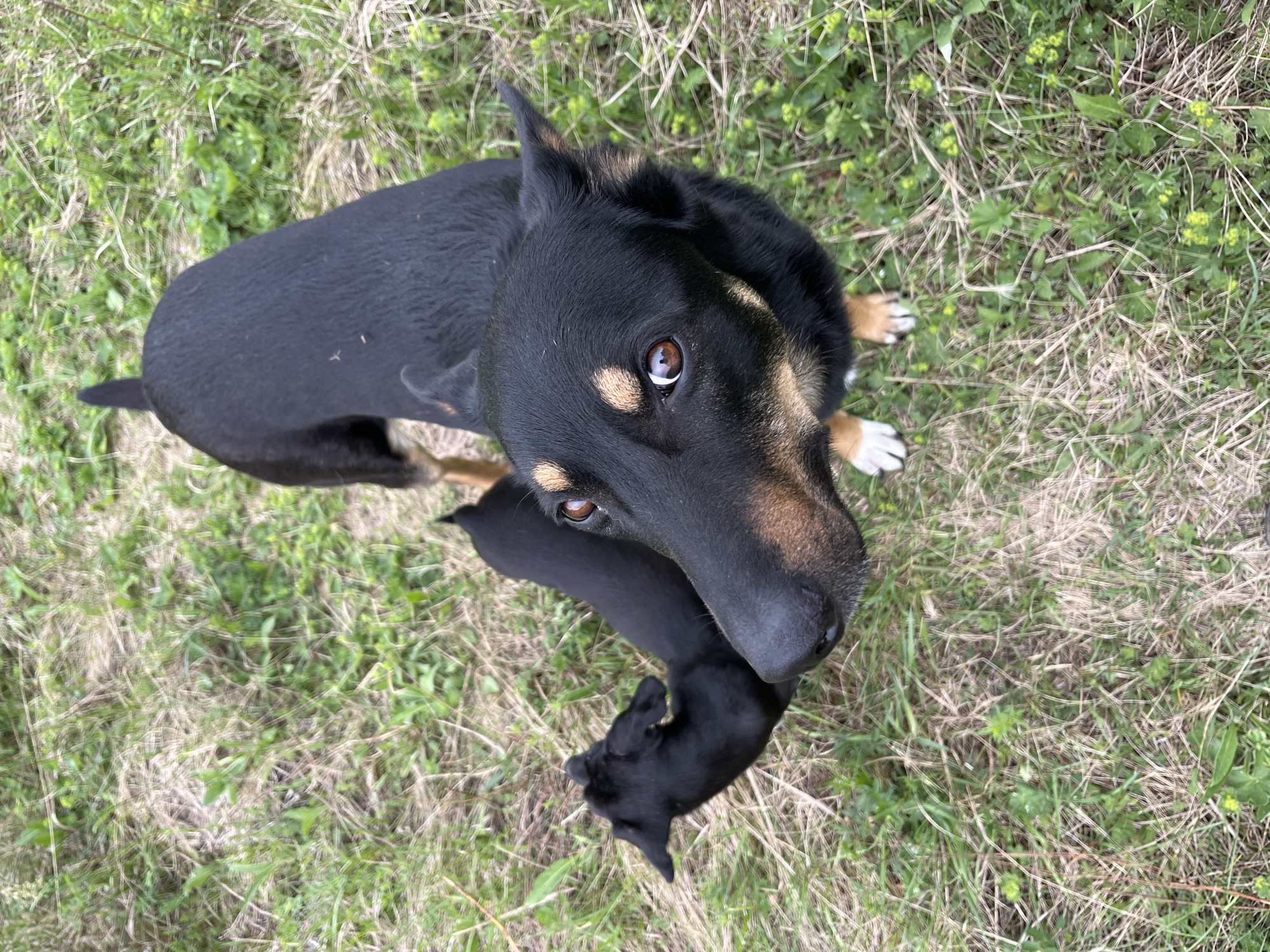 The image shows a black and tan dog with heterochromatic eyes (one brown, one blue) standing on grass. A small, all-black puppy stands near the adult dog. The location cannot be determined from the given image. There is no identifiable information about people, subjects, objects, actions, or interactions beyond the presence of the dogs and the grass environment. The city of Nizhny Tagil, Russia, cannot be confirmed as the location.