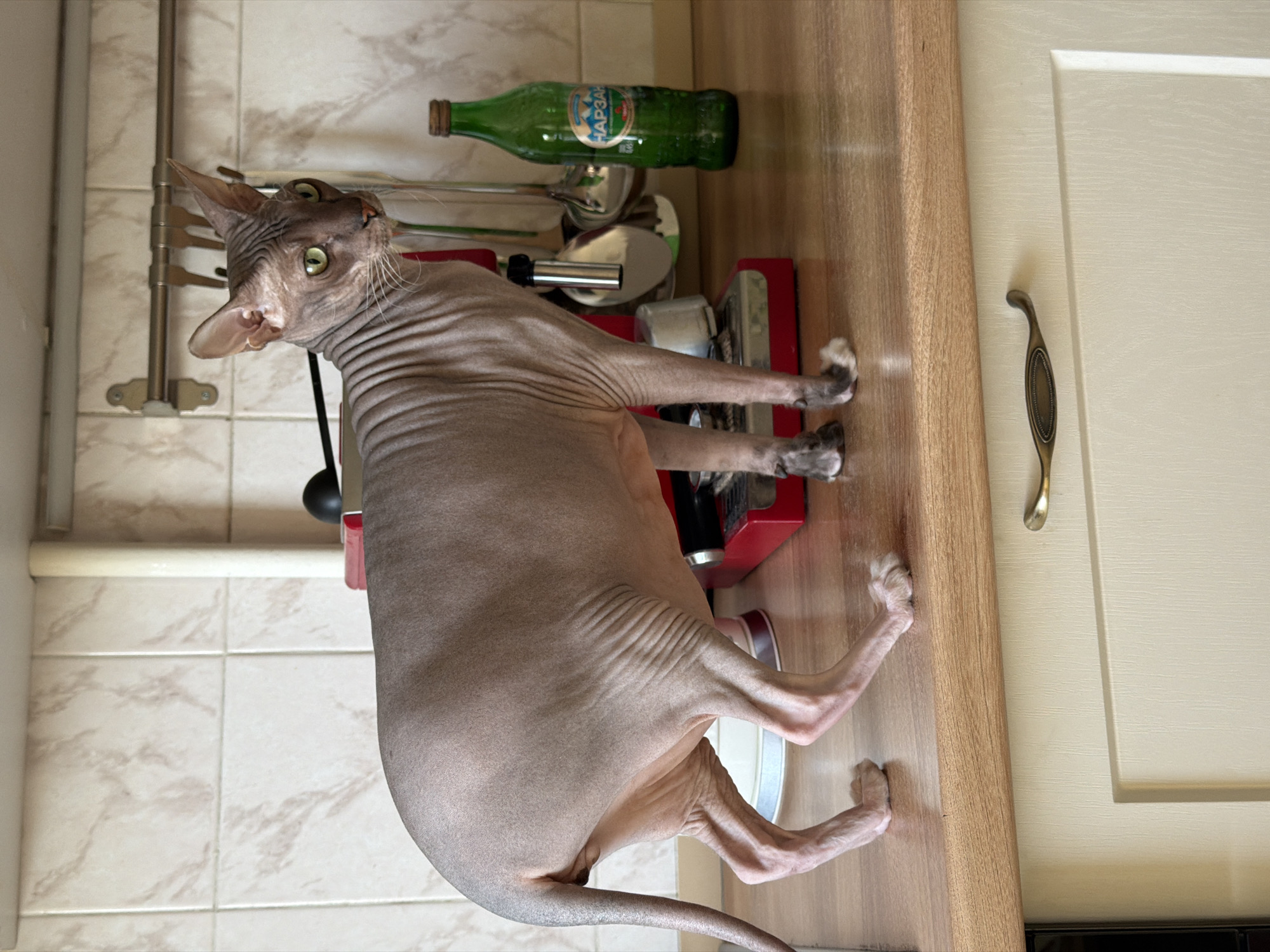 This image depicts a Sphynx cat standing on a light brown wooden countertop in a kitchen located in Izhevsk, Russia. The cat, exhibiting a light taupe and pinkish skin tone with prominent wrinkles, has distinctive green-yellow eyes and some dark grey markings on its paws. It is positioned with its body facing left and its head turned to the right, looking intently off-frame.
Behind the cat, the kitchen backsplash consists of light-colored ceramic tiles with subtle brown veining arranged in a grid pattern. Above the backsplash is a plain light wall. A silver-colored metal rack with several hanging kitchen utensils, including ladles and spatulas, is affixed to the tiled wall on the right side of the frame. A red espresso machine or coffee maker is partially visible on the countertop behind the cat's right side. To the right of the cat, also on the countertop, stands a green glass bottle with a brown cap, bearing a label that clearly displays "НАРЗАН" (Narzan) mineral water and indicates a volume of "0.45л". Below the countertop, a light cream-colored cabinet door with a recessed panel design is visible, featuring an antique brass-colored, curved handle. A white vertical pipe is present in the upper center-right of the background.