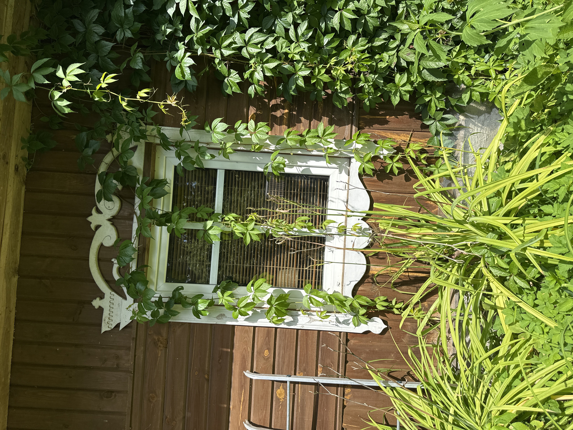 The image depicts the exterior of a wooden building with a window. The building is clad in dark brown horizontal wooden planks. A white decorative trim, resembling a stylized crest, is affixed above the window. The window itself is rectangular with a white frame and blinds inside. Green ivy or vine is growing extensively around and over the window, with some vines trailing down and others climbing up the wall. In the foreground, lush green foliage, including long, grassy-like leaves and smaller leafy plants, obscures the lower part of the building and the ground. To the left of the window, a part of a silver metal ladder is visible, leaning against the wall. The scene appears to be outdoors, bathed in sunlight, creating shadows on the wooden wall. The architectural style and the dense vegetation suggest a rural or semi-rural setting. This specific view is consistent with the exterior of a building within the grounds of the Norviliškės Castle in Norviliškės, Lithuania, known for its historic wooden structures and surrounding natural landscape. There are no people or animals visible in the image.
