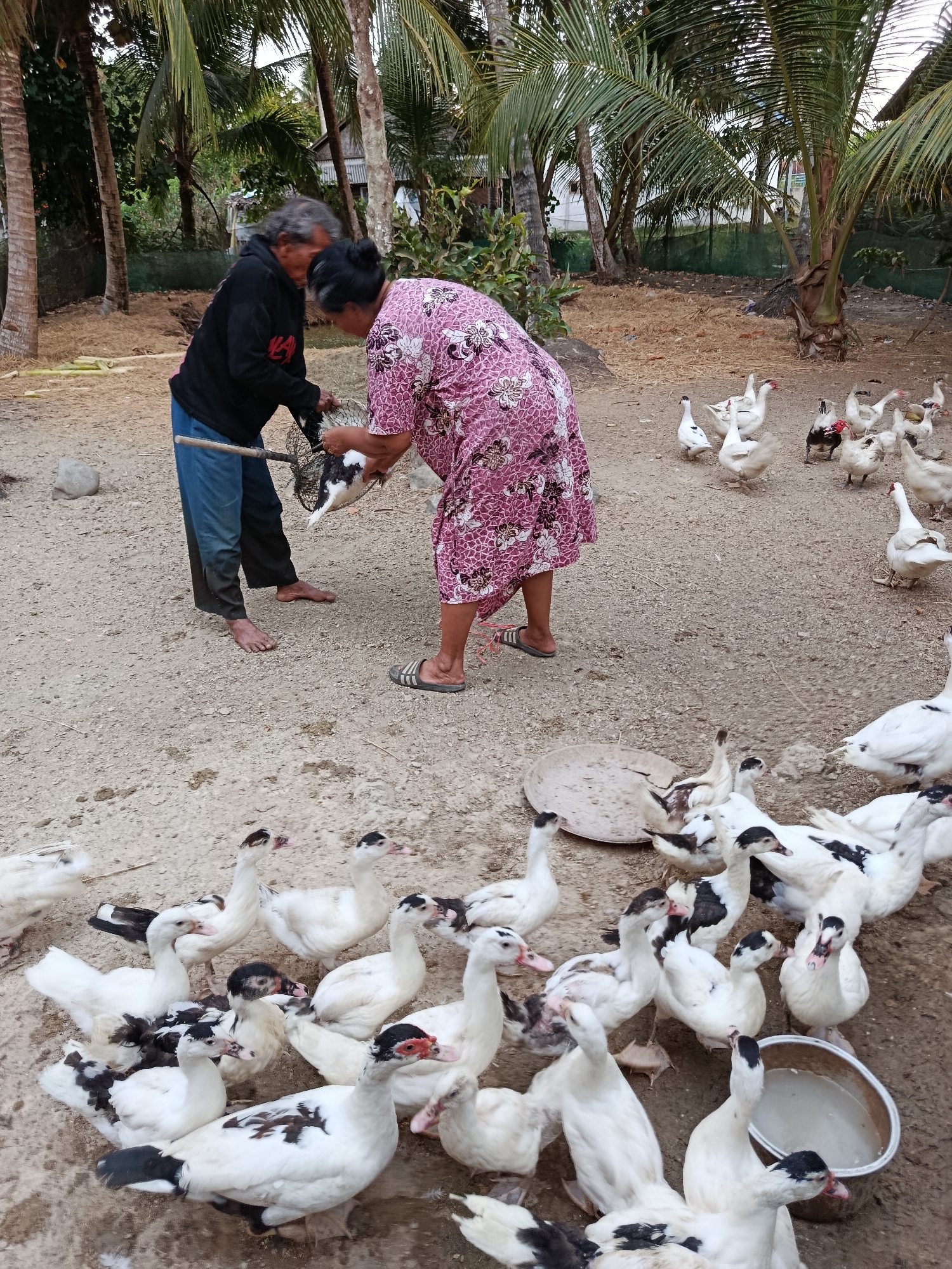 In Desa Bringkeng, Indonesia, two individuals are shown in a rural outdoor setting with a flock of ducks. A woman wearing a pink floral dress and sandals is holding a black and white duck in a net. A man, wearing a black hoodie and blue pants, is assisting her, holding the net with a stick. The ground is dirt and gravel, with scattered dried leaves and some palm trees in the background. Many white and black and white ducks are present, some standing and others gathered around a metal bucket. The overall environment suggests a farm or homestead.