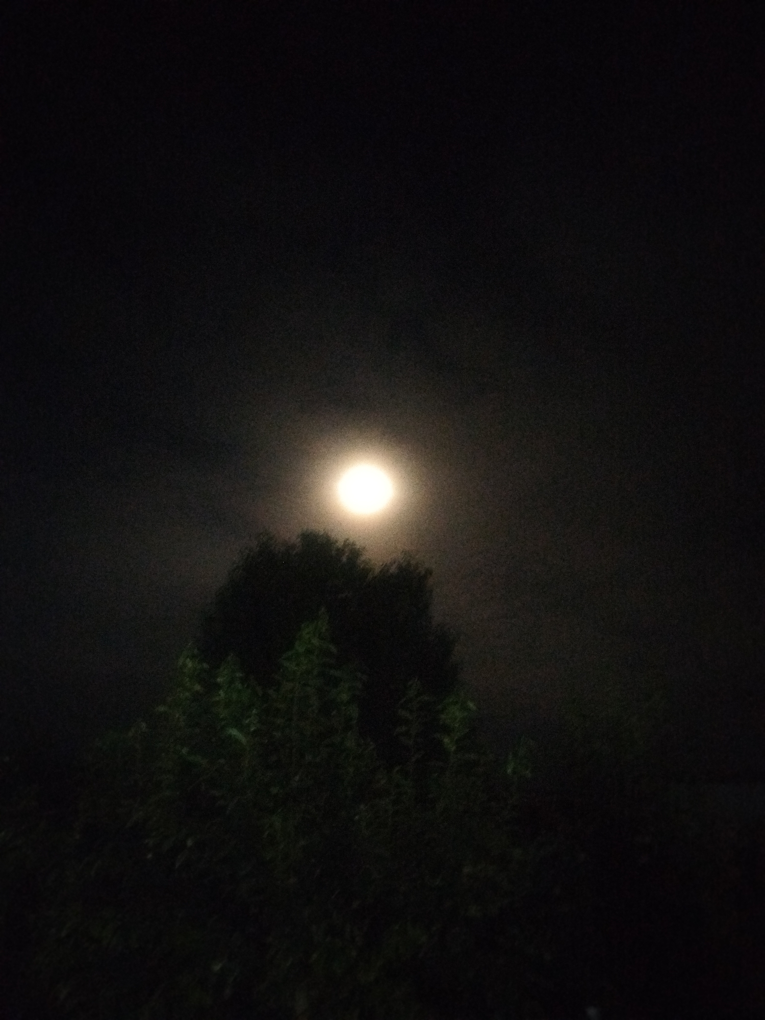A full moon shines brightly in a dark, cloudy sky. The moon is slightly hazy, its light diffused by the clouds. Below the moon, silhouetted against the celestial glow, is the dark mass of a large tree with dense foliage. In the foreground, the tops of other green plants are visible, also in silhouette. The overall impression is of a serene, natural scene at night. This scene is located in the city of Aravan, Kyrgyzstan.