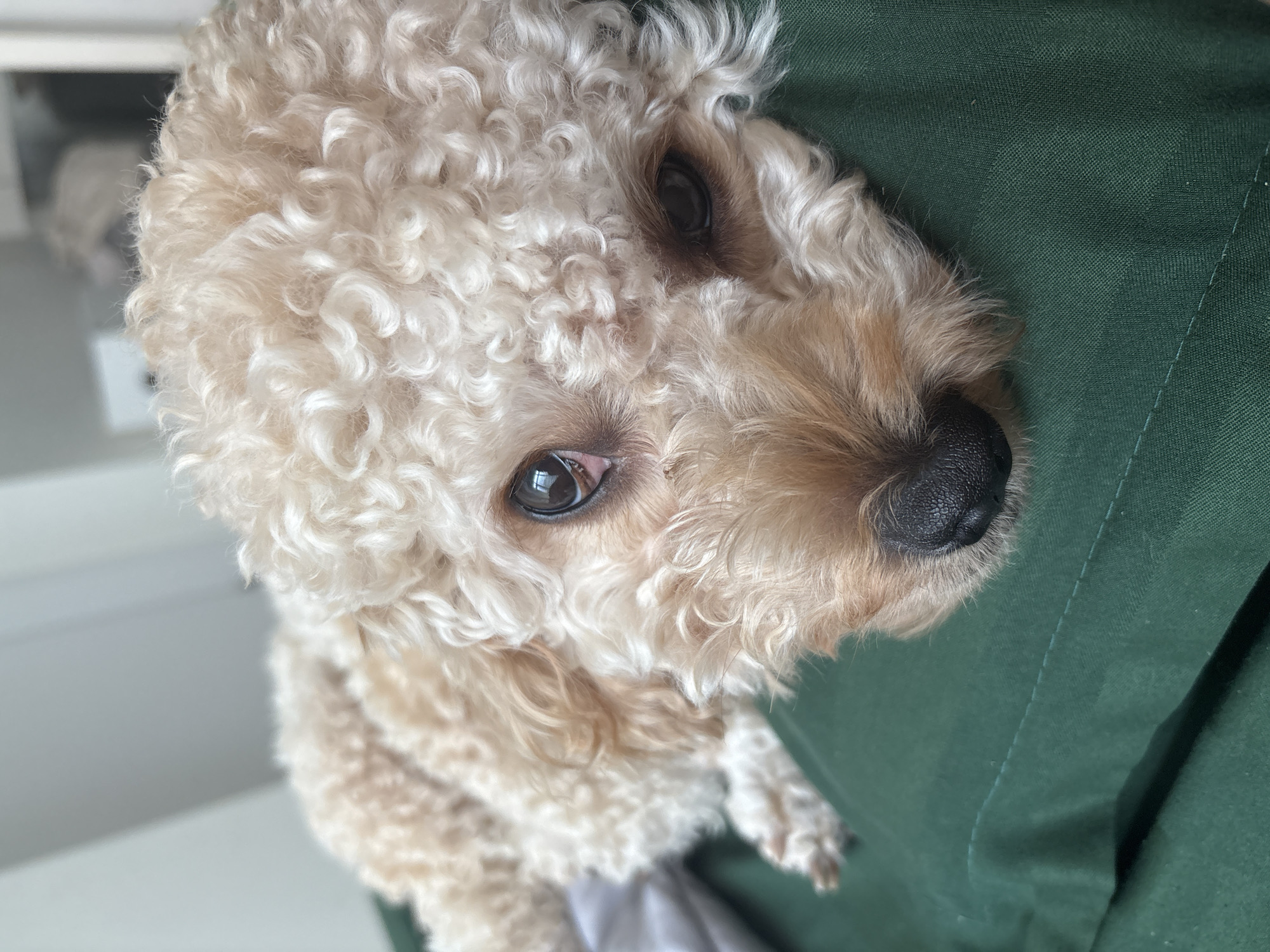 A close-up shot features a curly-haired, tan-colored dog being held by a person wearing a dark green garment. The dog's face is the focal point, with its dark eyes and black nose prominent. The dog is looking up at the camera. The background is blurred, but suggests an indoor setting. The location in Bắc Nha Trang, Vietnam is not determinable from the image.
