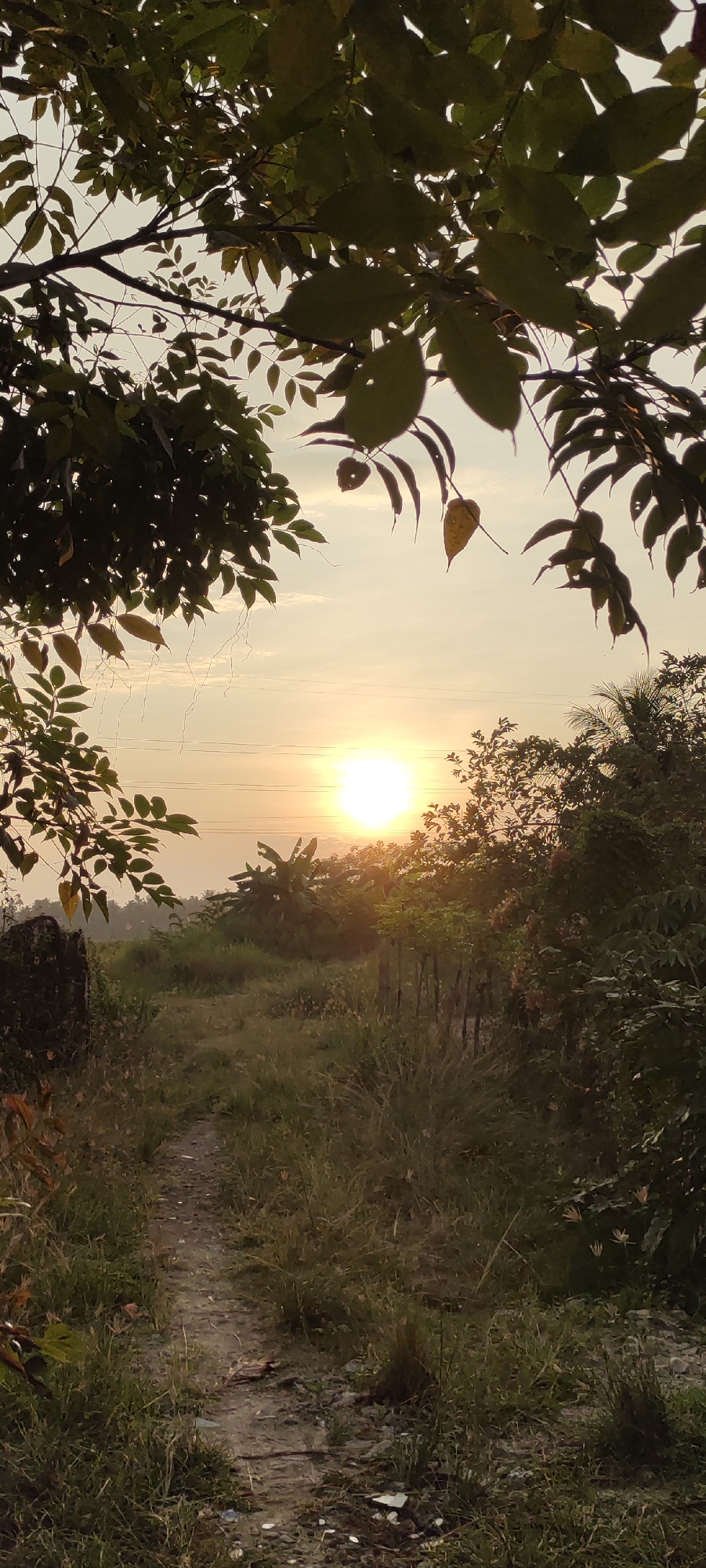 An upward-angled shot captures a dirt path leading through overgrown grass and foliage, bathed in the warm, hazy glow of a setting sun. The path, dappled with sunlight, winds its way into the distance. Lush greenery, including banana trees, surrounds the path, with tree branches and leaves framing the upper portion of the image. In the background, a faint silhouette of hills can be seen against the sky. The overall scene suggests a rural or semi-rural setting, possibly on the outskirts of Lhokseumawe, Indonesia, during the golden hour. There are no people or animals visible in the frame.
