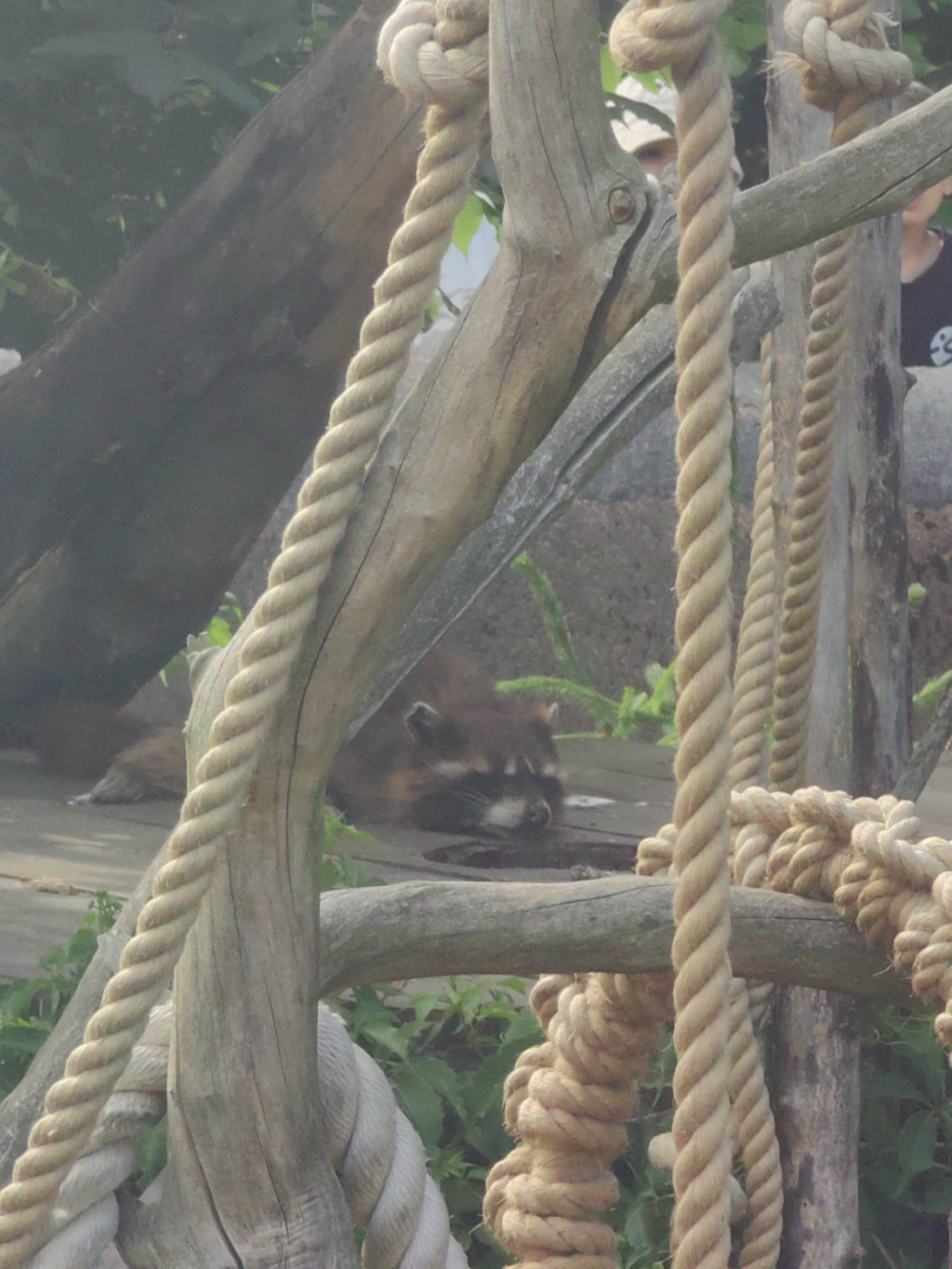 The image shows a raccoon lying on a wooden platform with ropes hanging from wooden beams above. The raccoon is brown and black with a black mask around its eyes. It appears to be sleeping or resting. The ropes are thick and twisted, made of natural fiber. The setting appears to be an outdoor enclosure, possibly a zoo or wildlife sanctuary, with greenery visible in the background. The lighting suggests it could be daytime, with soft shadows. There are no visible signs of text in the image. The overall mood is peaceful and natural.