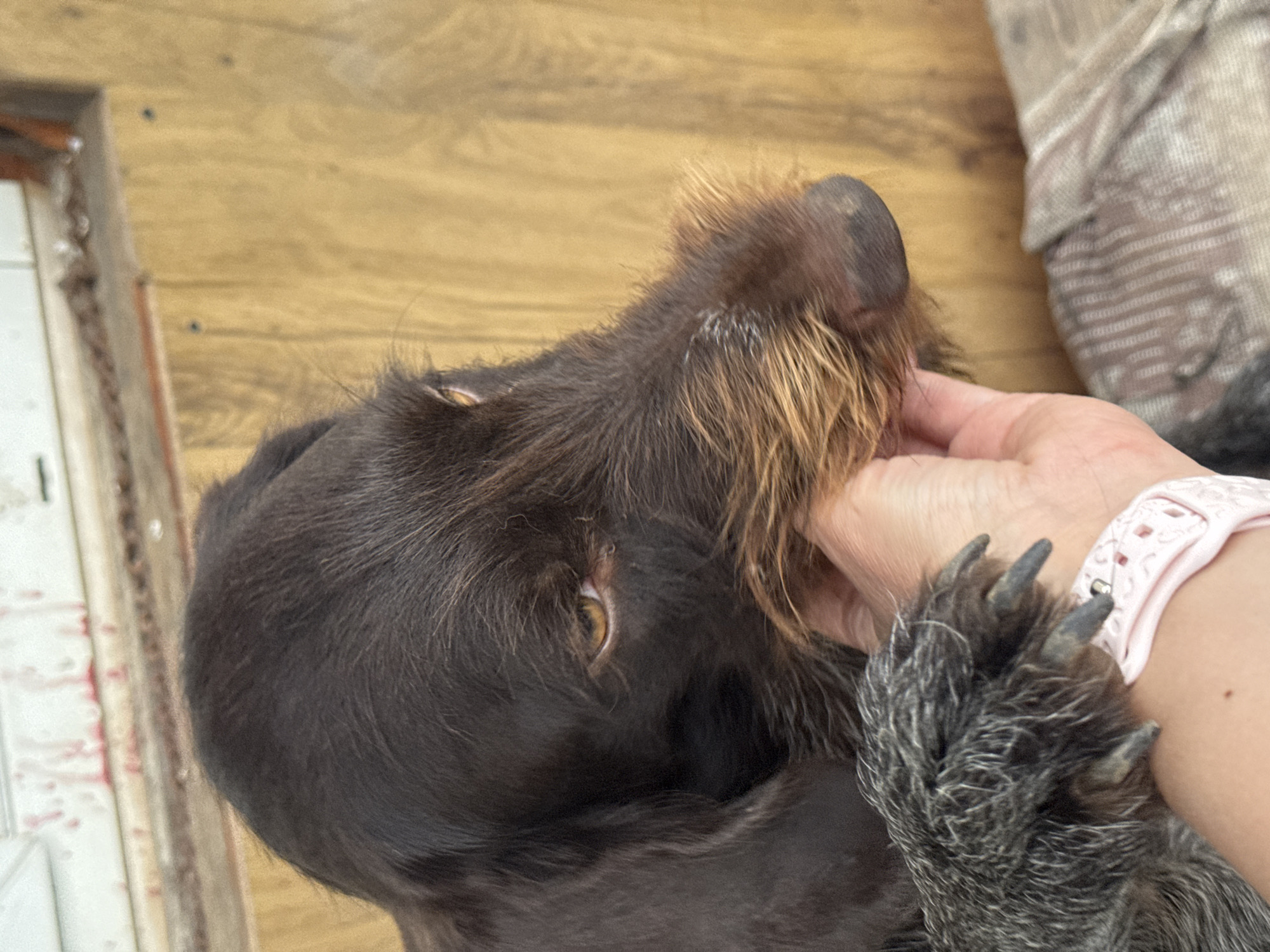 An adult German Wirehaired Pointer is being held by a person's hand in Ptichnik, Russia. The dog has dark brown fur and a light brown beard and eyebrows. Its left paw, which is being held, is gray and has dark claws. The dog's eye is visible and is a golden color. The background consists of wooden walls and a window frame with red marks. A striped cloth is visible in the lower right corner of the image.