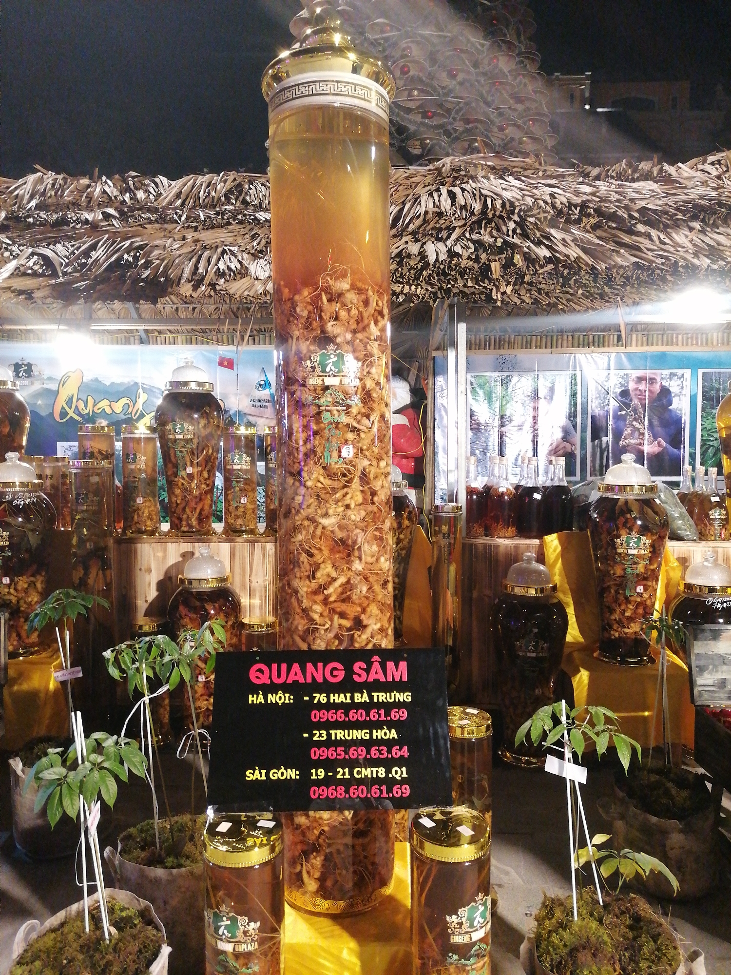 A display of Quang Sam ginseng products is set up outdoors, likely at a market or fair. Several glass jars filled with ginseng root are displayed on tiered shelves. A very tall, cylindrical jar is positioned centrally, nearly filled with root. In front of the display are several small potted ginseng plants. A black sign advertises "Quang Sam" and lists phone numbers for locations in Hanoi and Saigon. The backdrop includes a thatched roof-like structure and banners. The lighting suggests the scene is set up at night.