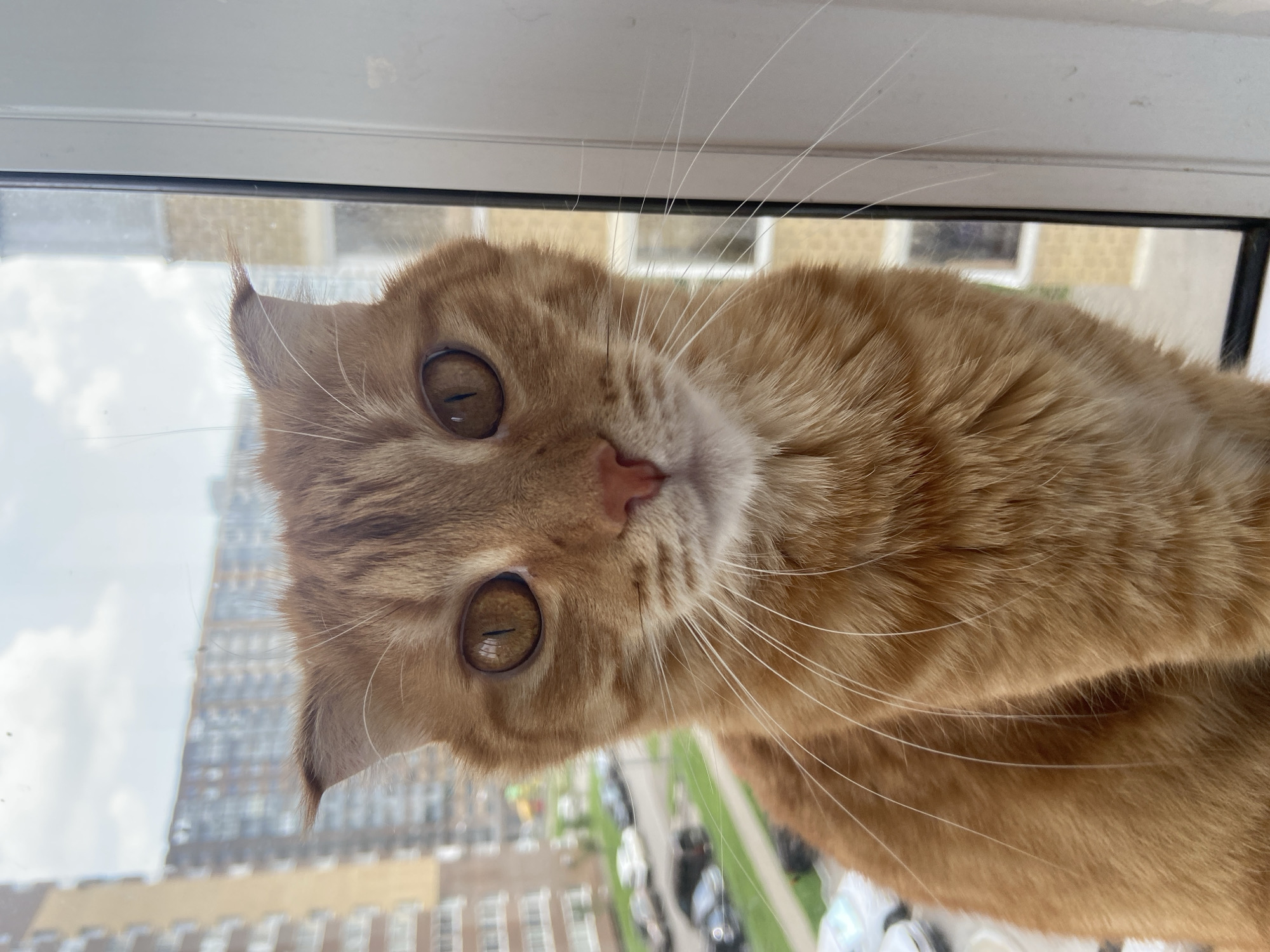 A ginger cat with large, amber eyes is positioned on a windowsill, looking directly at the camera. The cat's ears are slightly folded back, and its whiskers are prominent. In the background, through the window, a cityscape is visible, featuring multi-story apartment buildings and parked cars. The sky is overcast with clouds. The scene appears to be an outdoor urban environment in Balashikha, Russia, likely a residential area given the apartment buildings.