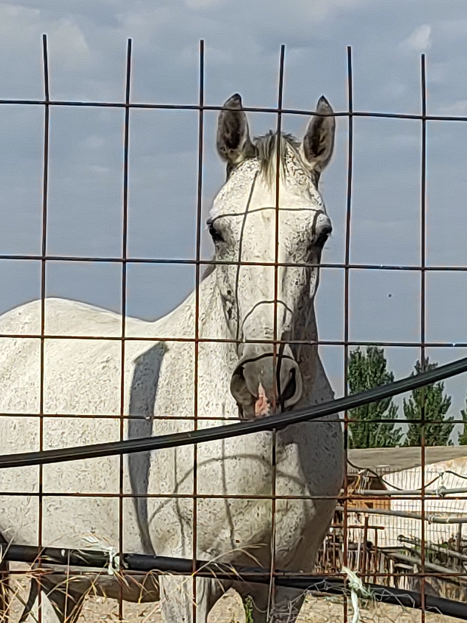 A white horse is seen through a wire fence. The horse is facing the camera and its head is visible in the center of the frame. The horse has its ears pricked forward. The background consists of a cloudy sky and some trees. The fence is made of dark metal wires that create a grid pattern. The horse appears to be in a stable or paddock. The image was taken outdoors in Traspinedo, Spain.
