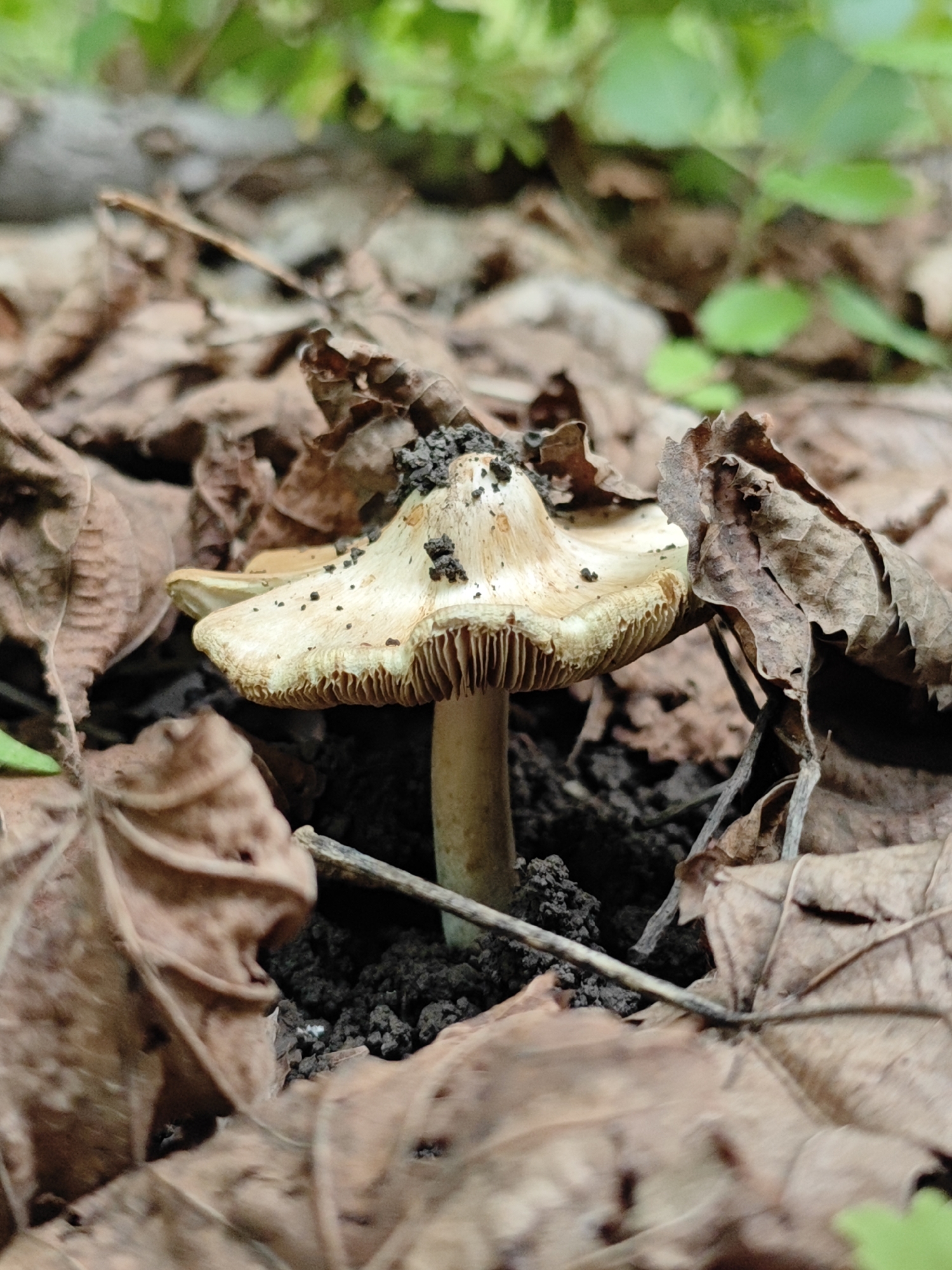 A lone mushroom, pale yellow with brown speckles, grows from the dark soil. Its cap is wide and slightly upturned, revealing delicate gills underneath. The mushroom is surrounded by a carpet of dry, brown leaves, with hints of green foliage visible in the blurred background. The scene appears to be in a natural woodland setting, possibly in Andriivka, Ukraine, given the context. There are no people or animals present, and no discernible action is taking place. The image captures a moment of quiet natural beauty.