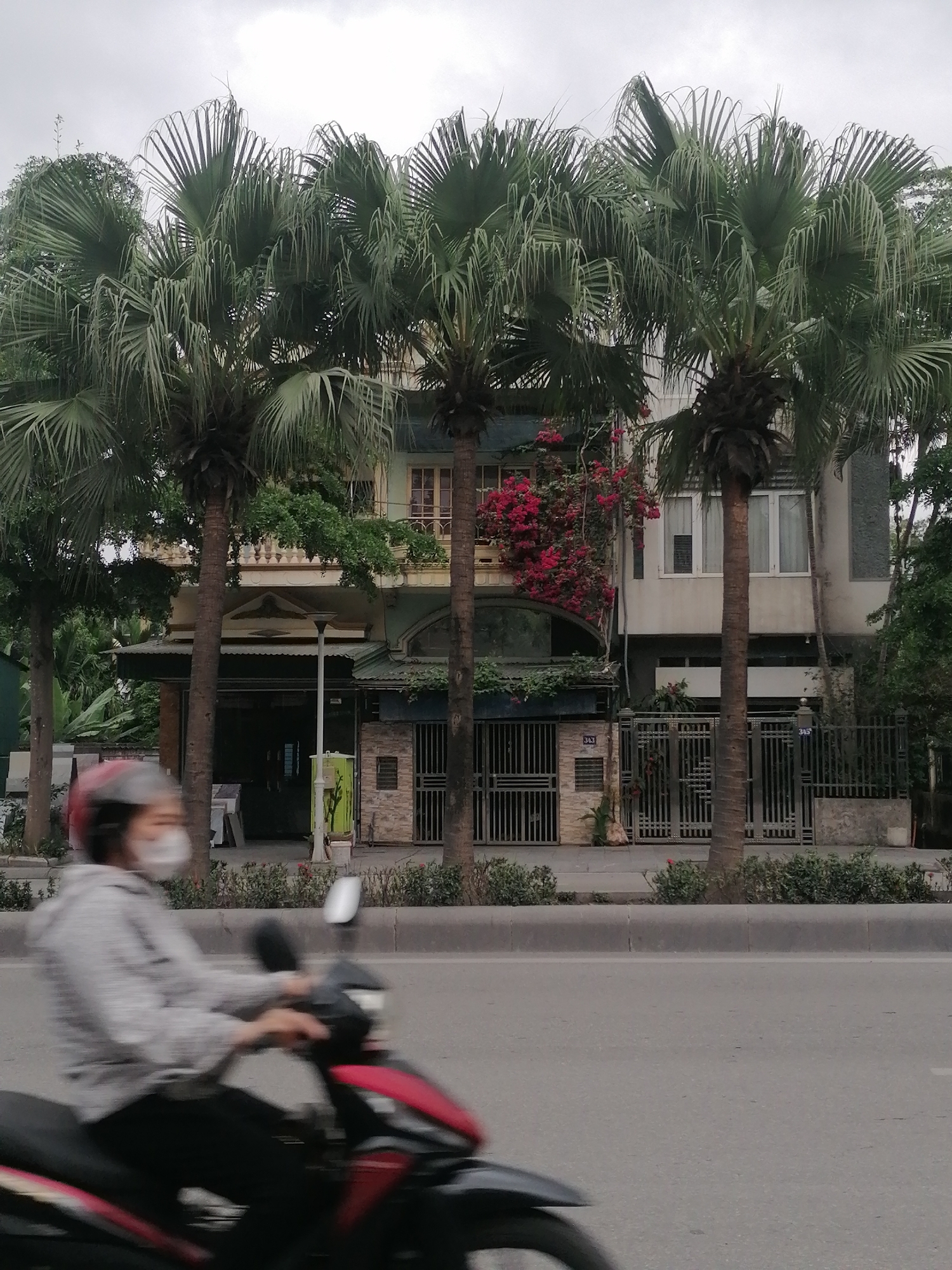 A street scene in Ha Tu Ward, Vietnam shows a blurred figure on a red and black motorbike traveling on a grey asphalt road. The rider wears a grey and white striped shirt, red helmet, and a white face mask. Behind the road and a small hedge-lined median, four palm trees stand in front of a two-story residential building. The building features a beige façade with a darker green section, an arched entryway, and a dark metal gate with the number "343" visible. Red bougainvillea grows on the building's front. The sky is overcast and grey. Other trees and a utility pole are visible on either side of the building.