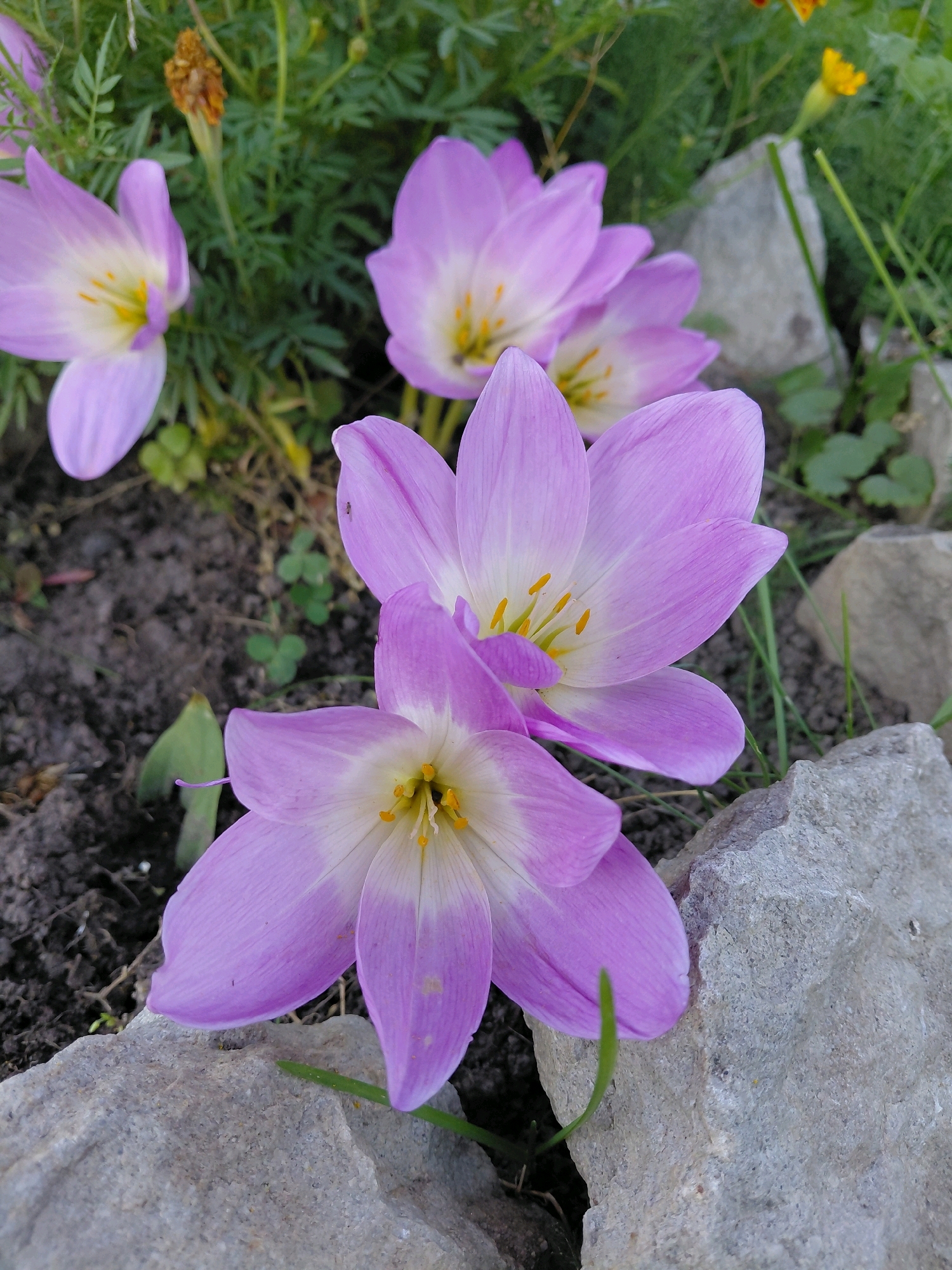 In Malinovka, Russia, a close-up, high-angle shot captures a cluster of delicate purple and white crocuses in bloom. The flowers, with their distinctive yellow stamens, are partially nestled among rough, grey rocks and dark soil. Green foliage and hints of yellow flowers are visible in the background, suggesting a garden setting. There are no people or animals present.