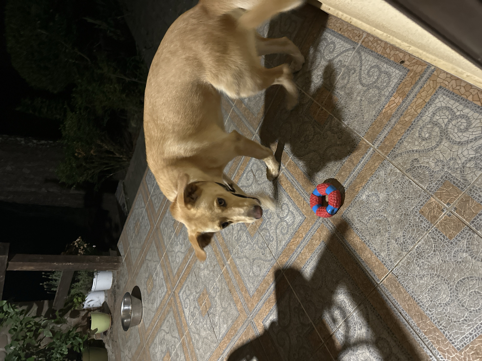 A light brown dog is standing on a tiled patio at night, looking down at a red and blue ring-shaped toy on the ground. The dog has floppy ears and a black collar. A silver food bowl is visible in the background to the left, near some potted plants and a wooden railing. The scene appears to be an outdoor area, possibly a backyard or balcony, in a residential setting. The lighting is dim, suggesting it is nighttime. The tiled patio has a patterned design with brown and gray squares. The environment does not provide any specific indicators to confirm or deny the location in Sochi, Russia.