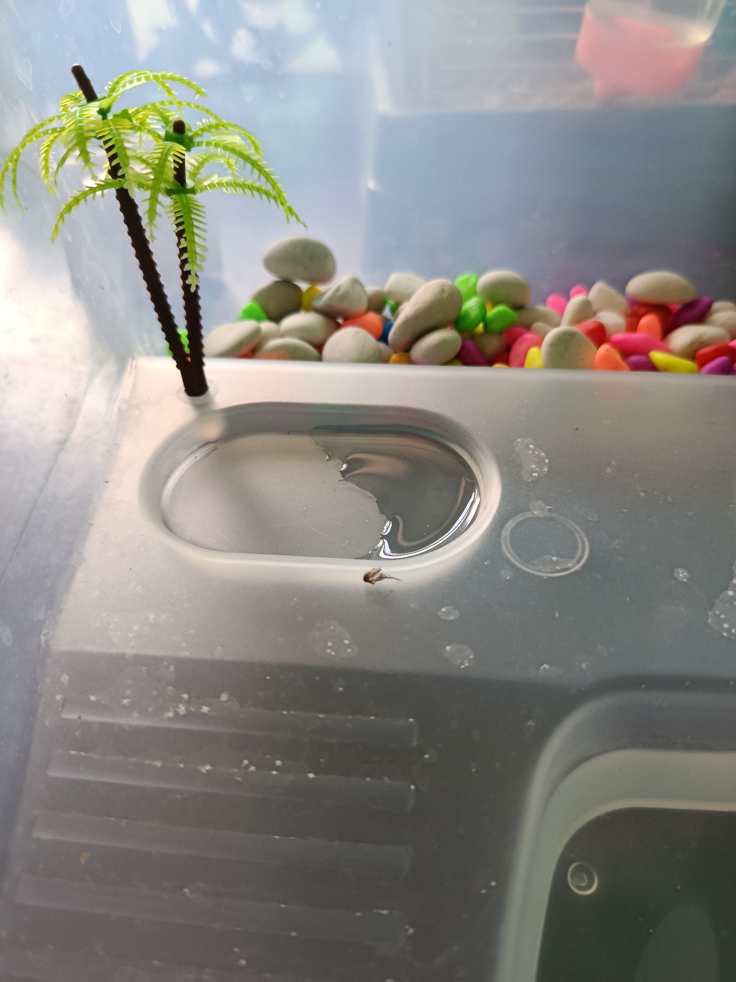 A miniature plastic palm tree stands to the left of a collection of colorful, smooth stones in an aquarium. In the center of the image, a small, brown tadpole swims in a shallow pool of water on the aquarium's plastic surface. The aquarium is lit from above, casting shadows and highlighting the translucent plastic. The background is blurred, showing a lighter blue hue, possibly indicating the presence of more water or the surrounding environment. The scene is indoors, likely in a residential setting within Wanasari, Indonesia, given the context.