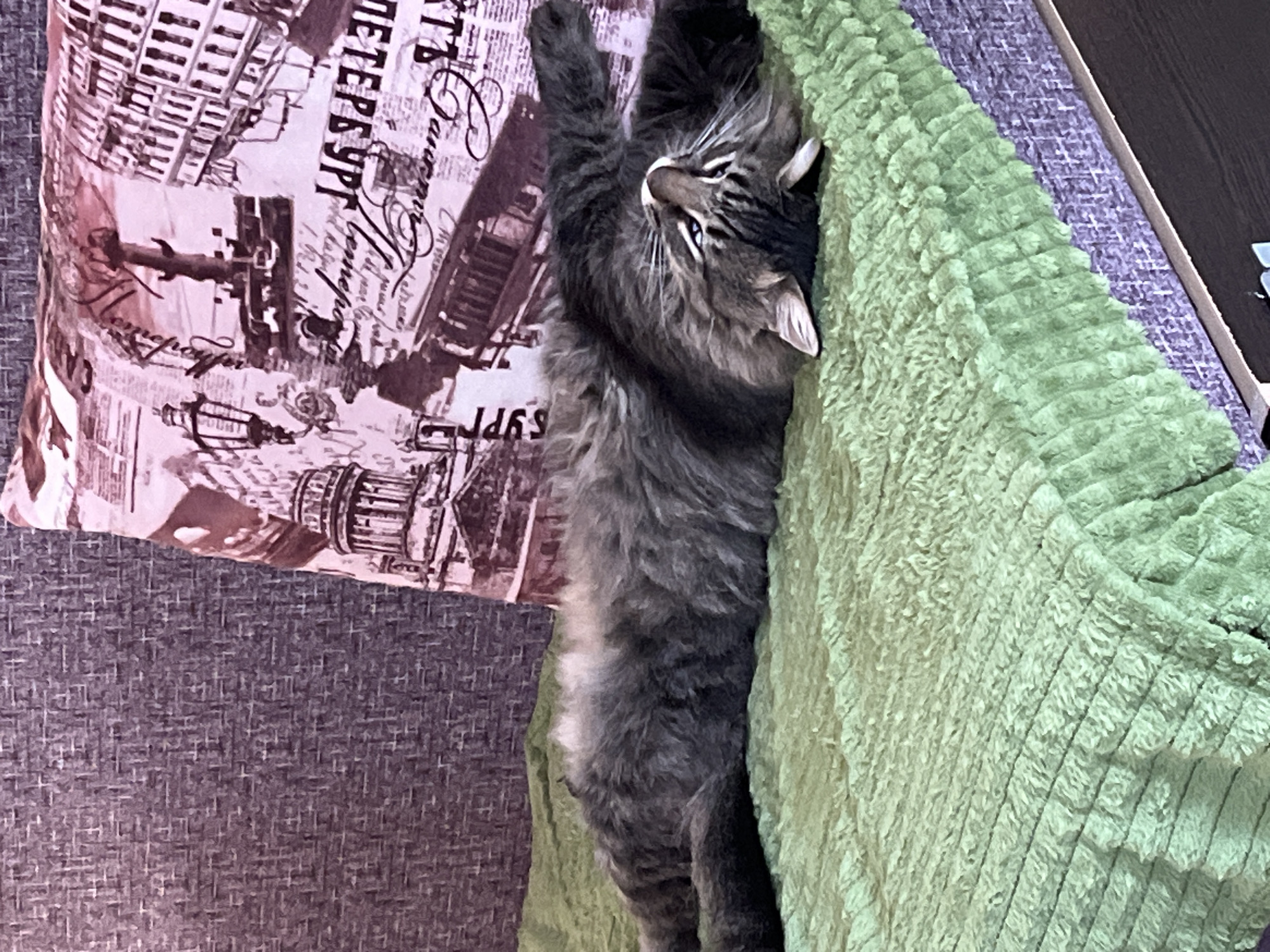 A long-haired, grey tabby cat is lying on its back on a textured green blanket. The cat's eyes are open and looking upwards. Its paws are outstretched. The blanket is draped over a piece of furniture, possibly a sofa, which is upholstered in a grey, patterned fabric. Behind the cat, a decorative pillow with a black and white pattern featuring architecture and script is visible. The image appears to be taken indoors. There is no information in the image to indicate a specific location in Krasnyye Barrikady, Russia.