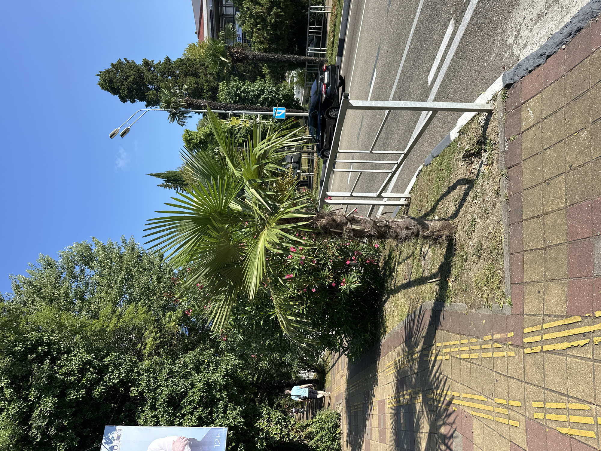 The image depicts a street scene in Sochi, Russia, on a sunny day. A man in a light blue t-shirt and dark shorts is walking away from the camera on a yellow-tiled sidewalk. The sidewalk has tactile paving in yellow, indicating it is a pedestrian area, likely for visually impaired individuals. Adjacent to the sidewalk is a small palm tree with green fronds, surrounded by lush greenery with some pink flowers. Beyond the greenery, a white metal fence separates the sidewalk from a paved road. A black sedan is driving on the road, which has white lane markings. In the background, there are tall trees, including cypress trees, and a building with a reddish roof. Streetlights are visible, and the sky is clear and blue. A billboard is partially visible on the left side of the image. The scene suggests a warm, pleasant climate typical of coastal Sochi.