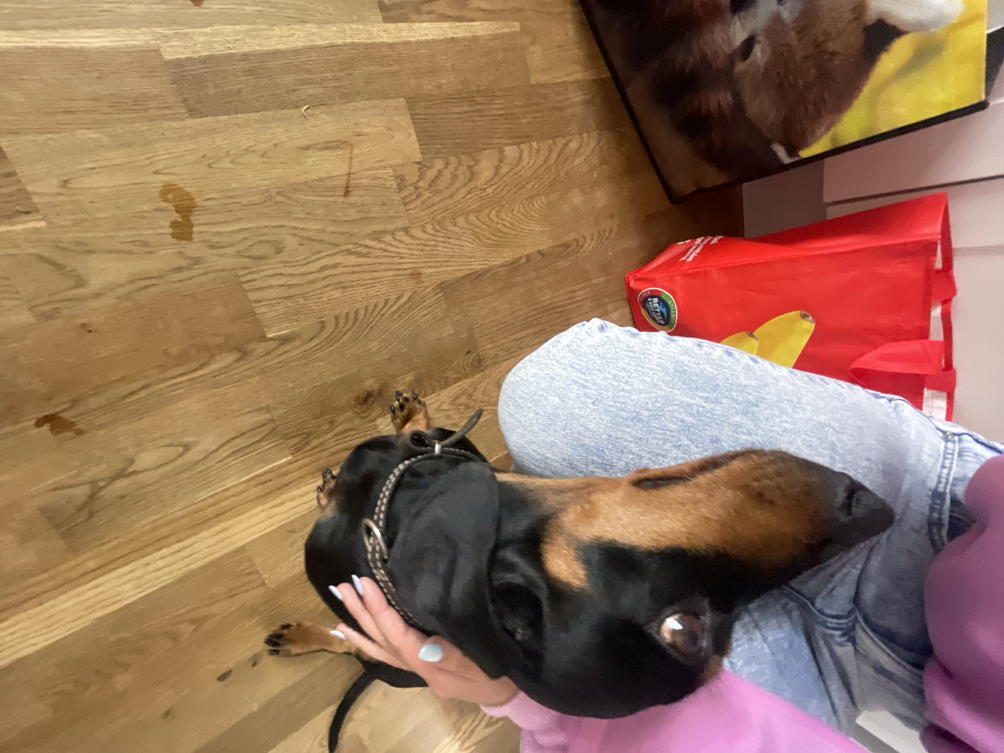 The image depicts a dachshund being petted. The dog is primarily black with brown markings on its face. It is wearing a silver-colored collar. A person is petting the dog with a hand that has blue nail polish. The person is wearing light blue jeans and a pink top. The background includes a wooden floor and a red reusable shopping bag with bananas printed on it. There is also an image of what appears to be a seal or otter on the bag beside the red one. The image does not provide enough information to determine the specific location in Maidstone, United Kingdom.