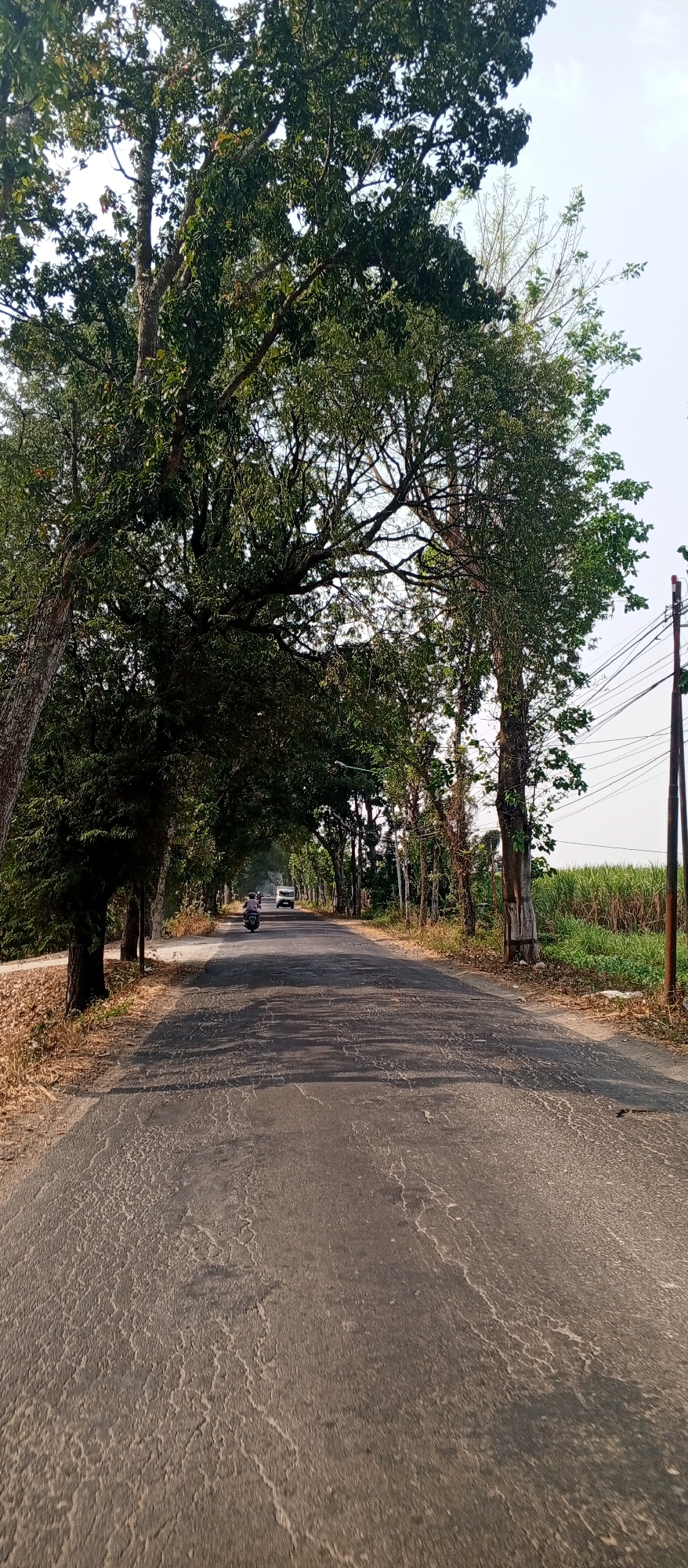 The image captures a rural road in Maospati, Indonesia, lined with mature trees that form an archway over the asphalt. The road surface shows signs of wear and tear, with visible cracks and patches. In the middle distance, a motorcycle with a rider is proceeding away from the camera, followed by a white van. The right side of the road is bordered by a field of tall green crops, likely sugarcane, and utility poles with numerous wires. The sky is clear and pale, suggesting it is daytime. The overall scene depicts a quiet, everyday moment on a rural Indonesian road.