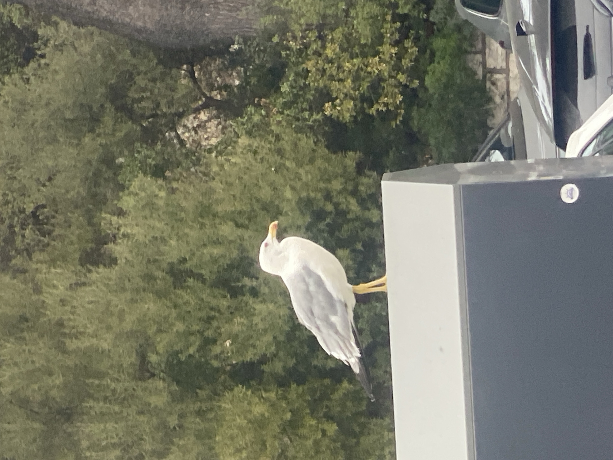 A seagull with white and grey plumage, a yellow beak, and red eyes stands on the edge of a light-colored structure. In the background, a dense green foliage of trees is visible, with some lighter colored blossoms or leaves interspersed. The lower portion of the image shows the side of a dark grey object and the hoods of parked cars. The scene appears to be outdoors, possibly in a public area in Antibes, France, given the common presence of seagulls in coastal cities.