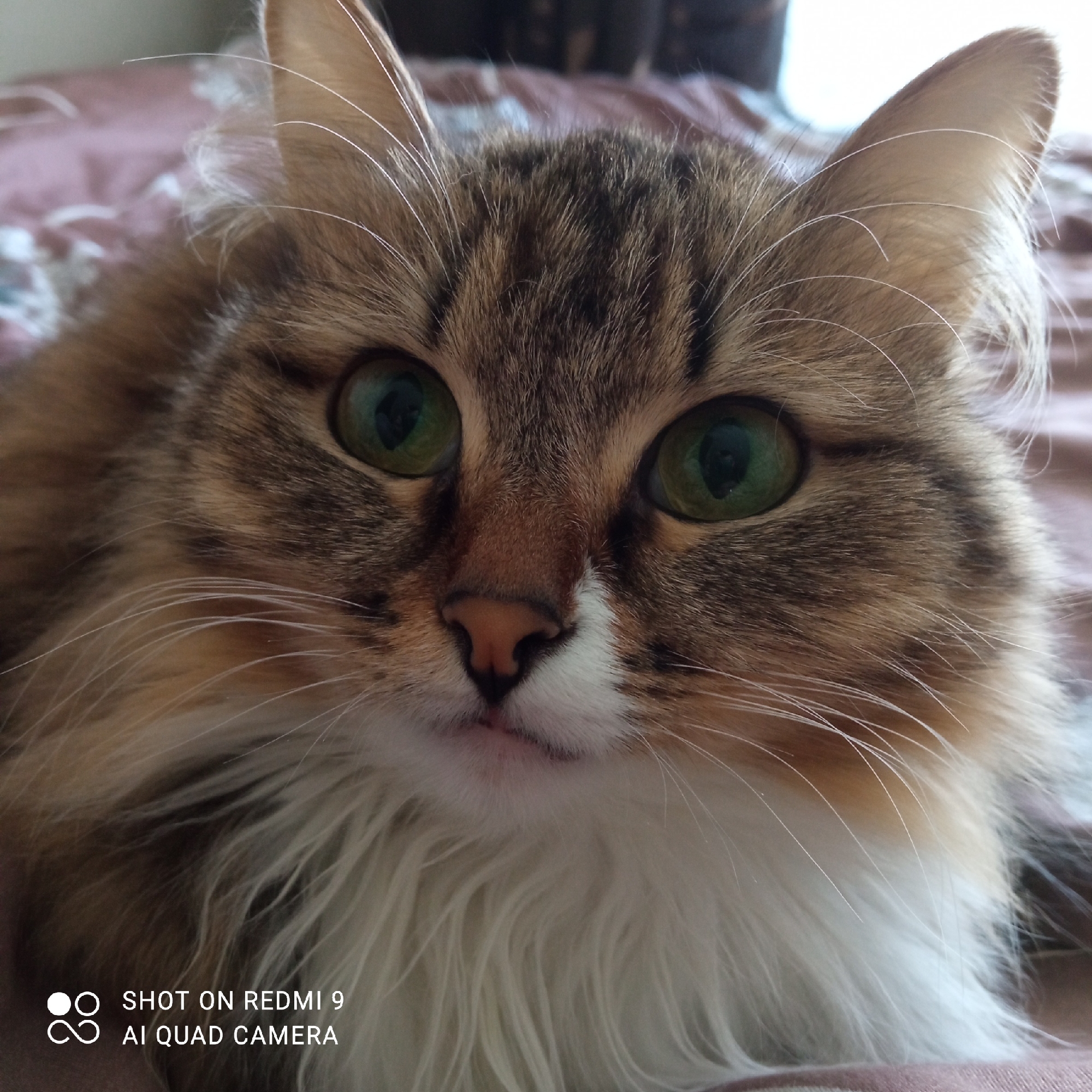 A close-up shot shows the face of a fluffy, long-haired cat with striking green eyes. The cat has brown and tan fur with white patches on its chest and face. Its ears are perked up and point upwards, with wisps of light fur extending from inside. The background is a blurred expanse of what appears to be bedding with a subdued floral pattern. The bottom left corner has white text that says "SHOT ON REDMI 9 AI QUAD CAMERA". There is no evidence of the location being in Chaikovsky, Russia.