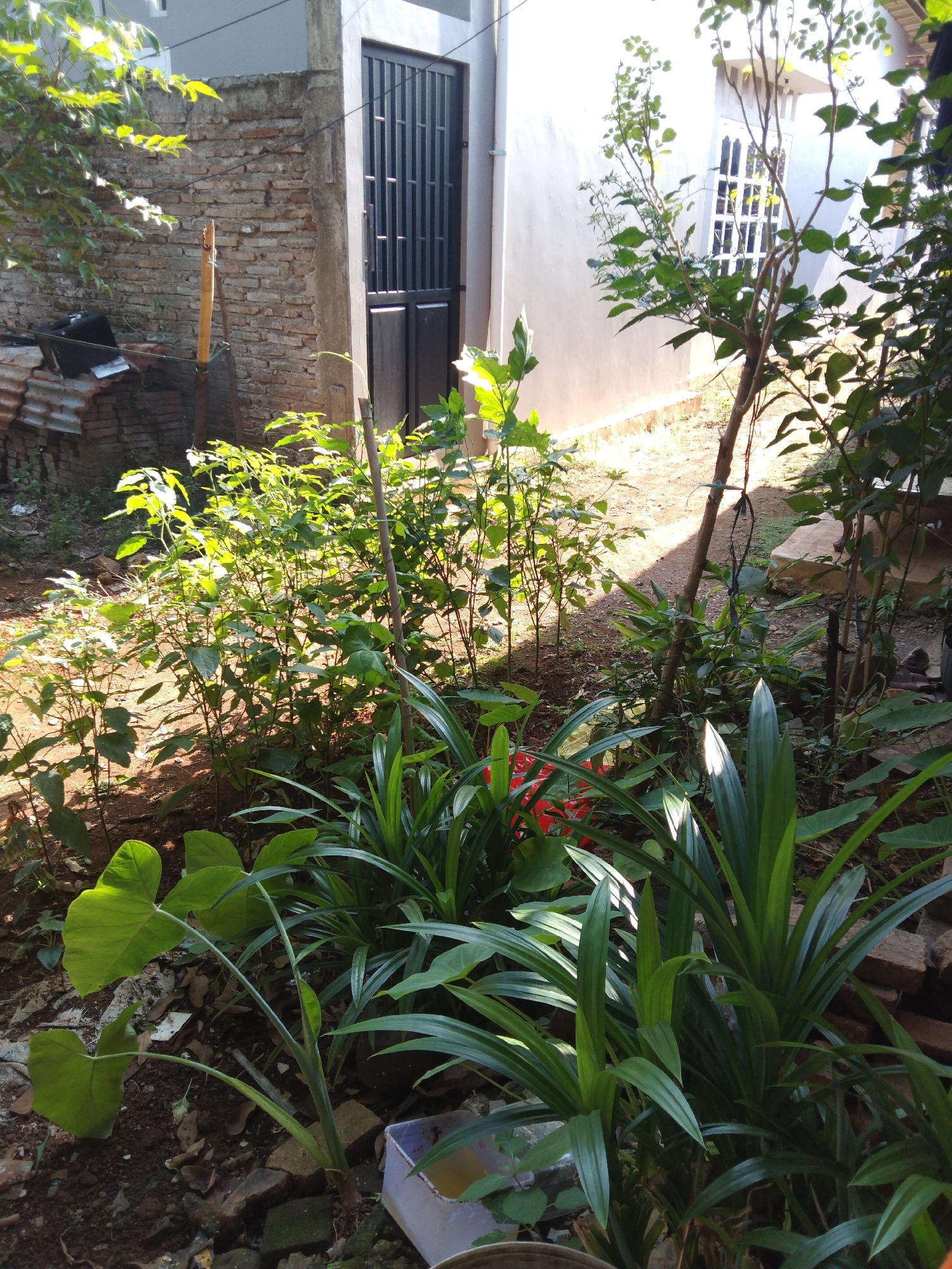 The image shows a front yard garden area in Krajan, Indonesia. The garden is located in front of a house with a light-colored facade and a dark metal gate. The yard is unpaved, with visible soil and scattered rocks.
In the foreground, there are several plants, including a large-leafed plant on the left and a cluster of long, slender-leaved plants in the center and right. Some red objects are partially visible behind the plants in the center.
Behind the plants, there is a brick wall, some corrugated metal sheets, and a wooden stake. In the background, there is a section of the house with a barred window. The overall impression is of a somewhat overgrown and untidy garden space. The lighting suggests it is daytime, with sunlight casting shadows. No people are visible in the image.