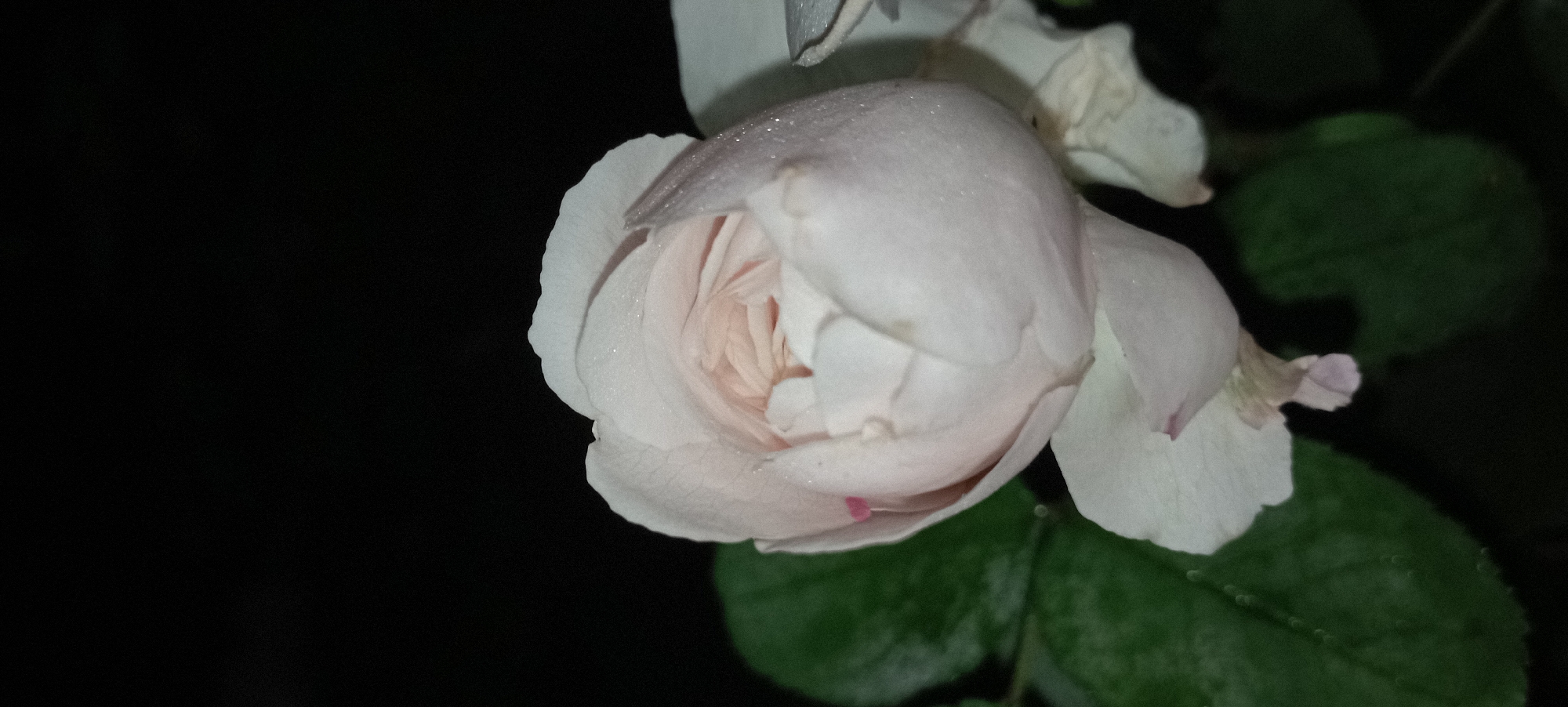 A pale pink rosebud with dew drops is centered in the foreground, set against a dark background. To the left, several green leaves are visible. The image appears to be a close-up, macro photograph of the rose, with the focus primarily on the flower's delicate petals and glistening water droplets. The lighting suggests it may have been taken at night or in a dimly lit environment, enhancing the ethereal quality of the rose. There are no people or signs of human activity depicted. The location in Radisne, Ukraine, is not discernible from the image itself; this information is external to the visual content.