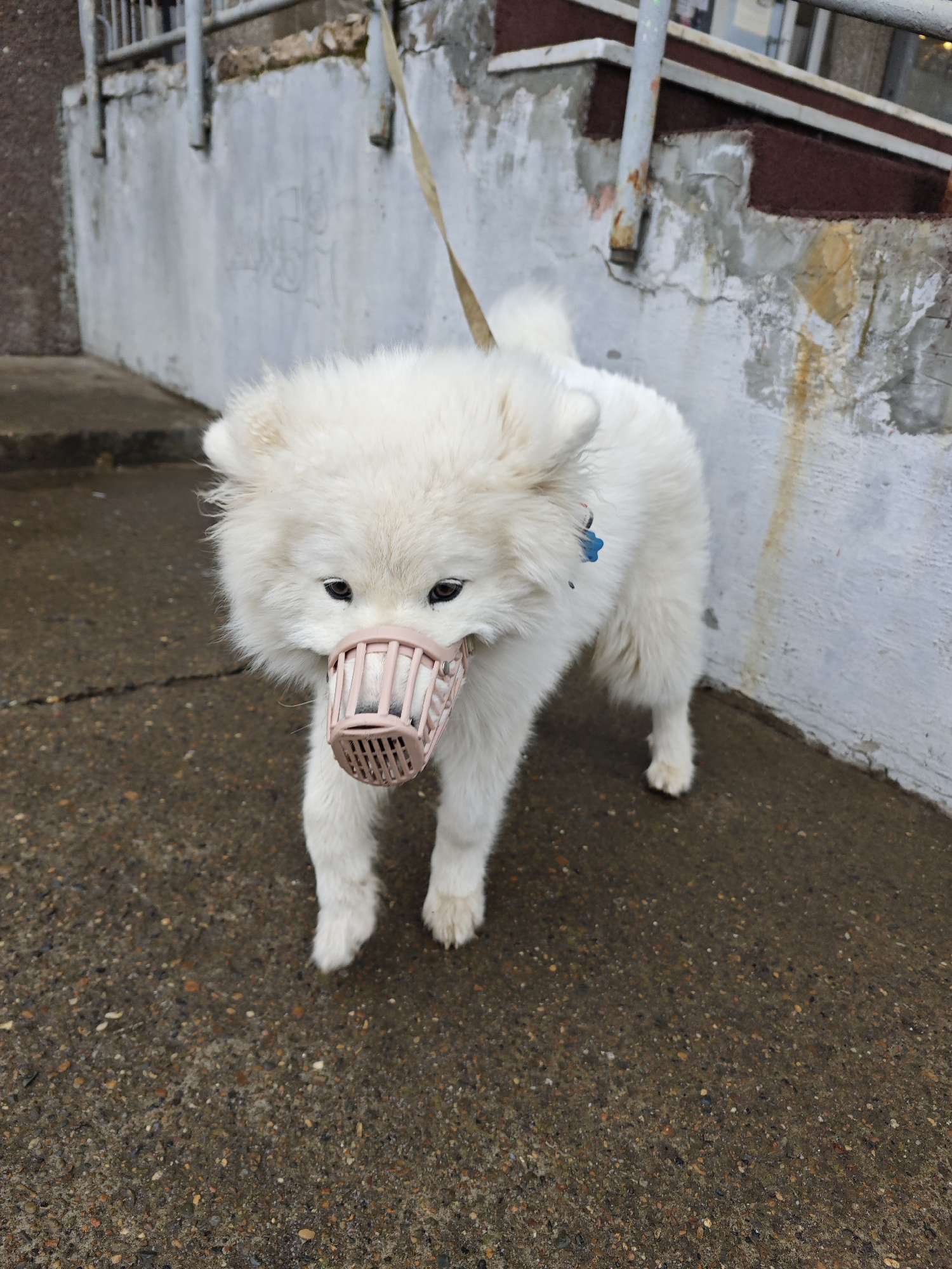 A Samoyed dog wearing a pink, plastic muzzle is standing on a wet, textured concrete surface. The dog is on a leash, and a concrete wall with a metal railing and a small set of stairs are behind it. The location is Markovskii, Russia.