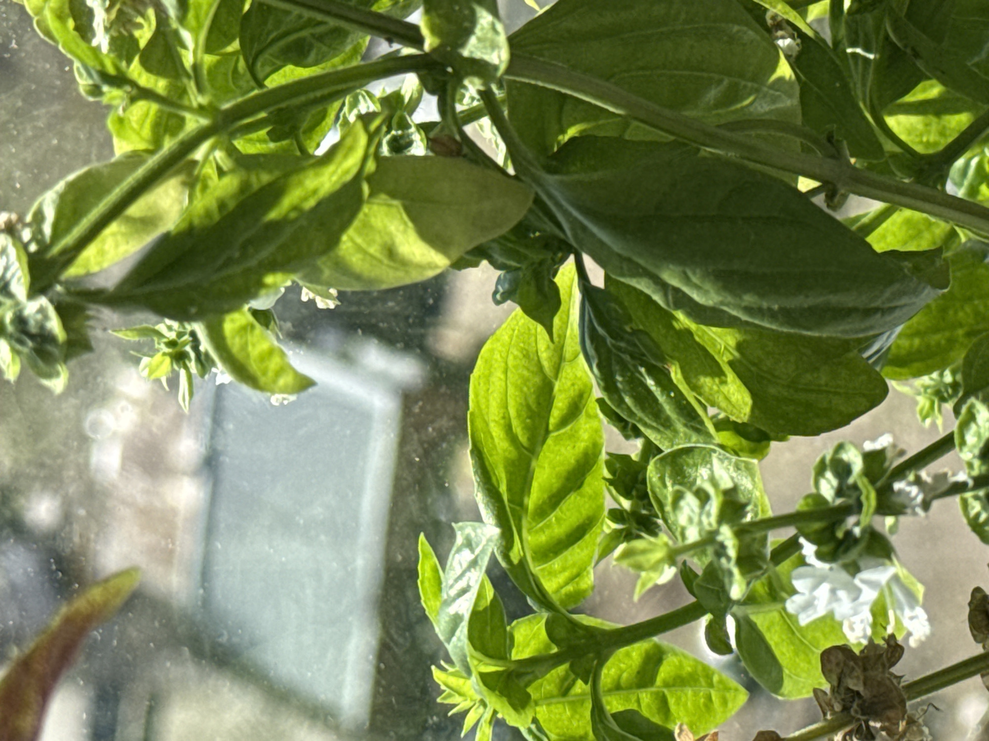 The image depicts a close-up of a basil plant, possibly indoors, with green leaves and small white flowers visible on the stems. The plant appears to be positioned near a window, as evidenced by the blurred exterior view visible through the glass. The background suggests an urban setting, though without further information it is impossible to confirm the location or the presence of people.