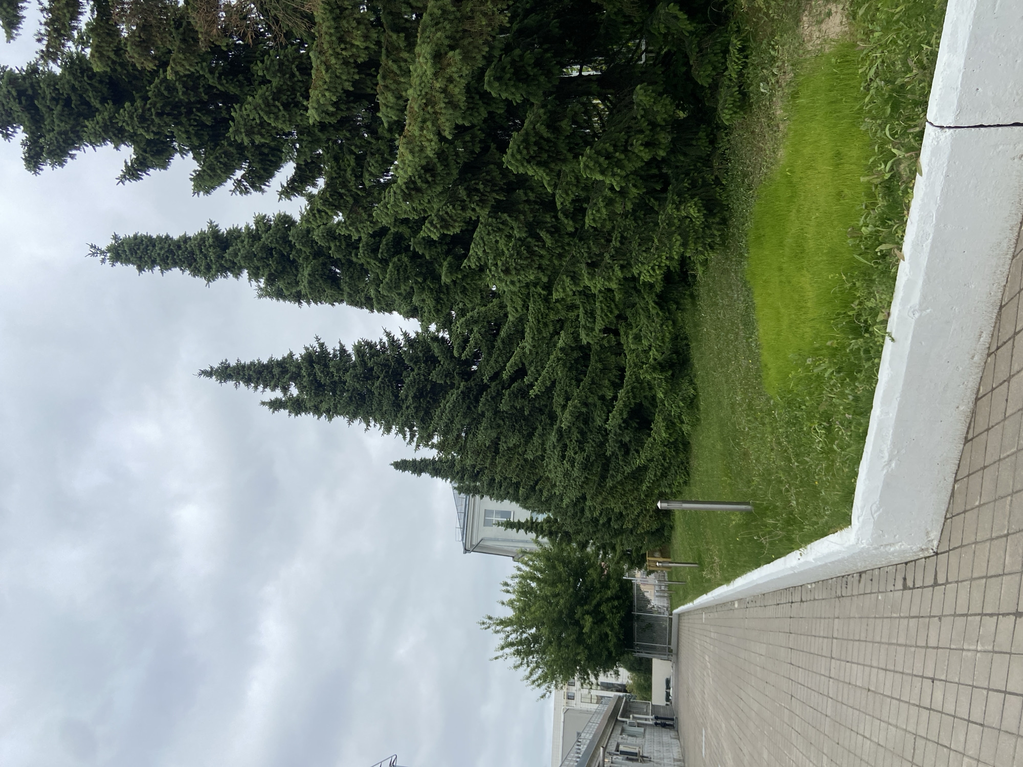 The image captures an outdoor scene dominated by tall, dense evergreen trees against an overcast sky. The perspective is slightly elevated, looking down along a paved walkway or sidewalk on the right side of the frame.
On the left, a dense line of towering, dark green coniferous trees, possibly spruces or firs, stretches from the foreground upwards and into the distance, almost touching the top of the frame. Their needle-like branches create a textured, dark canopy. To the right of these trees, a vibrant green grass lawn extends, appearing well-maintained in some areas and wilder in others. Small metal poles, possibly lights or bollards, are visible in the grass in the mid-ground.
The sky occupies the upper portion of the frame, showing a uniformly grey, cloudy, and overcast condition, suggesting a lack of direct sunlight. No blue sky is visible.
In the mid-ground, nestled behind the line of large trees and to the left of the grass, a light-colored building with a visible window can be seen, partially obscured by foliage. Another smaller, bushier green tree stands in front of this building. Further back, more indistinct structures and a fence or gate are partially visible.
The right side of the image features a grey, rectangular paved walkway made of interlocking bricks, leading into the distance. It is bordered on its left by a thick, white concrete curb or low wall. A thin, dark line, possibly a wire or crack, is visible on the white curb in the upper right.
The scene appears to be a public or institutional outdoor area, possibly a park, campus, or a green space alongside a road in Kazan, Russia, during daytime under cloudy weather. There are no people or specific activities taking place, and no visible text.
