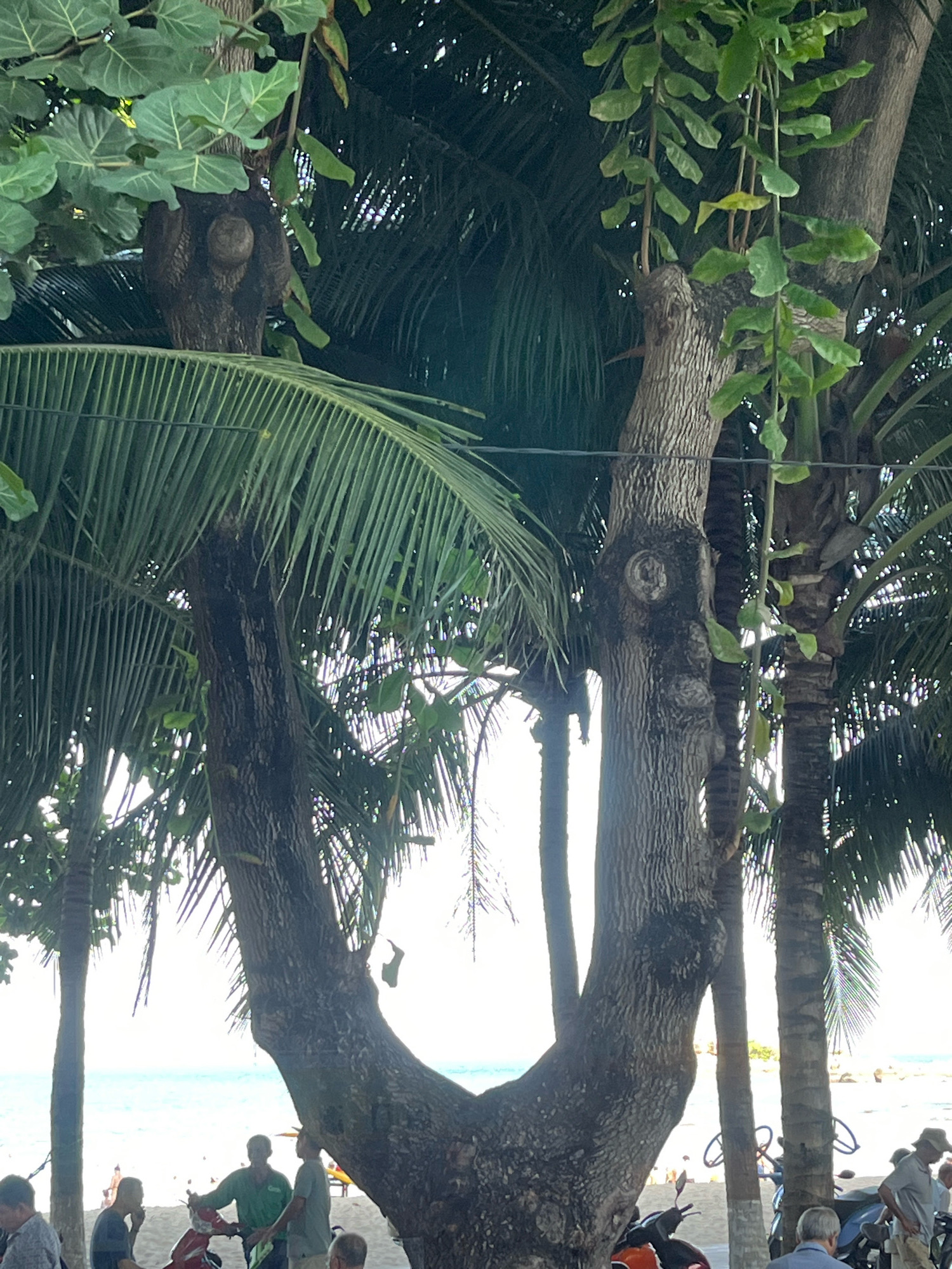 This image depicts a sunny beach scene in Nha Trang, Vietnam, likely near a coastal area with palm trees and a sandy shore. In the foreground, a large, weathered tree trunk splits into two main branches, with lush green leaves and vines hanging from its upper portions. Several palm trees are visible, their fronds casting dappled shade. In the background, the turquoise ocean stretches to the horizon, meeting a clear sky.
Several individuals are present on the beach. Closer to the foreground, under the shade of the large tree, three men are gathered. One man, wearing a green shirt, appears to be talking to another man in a light-colored shirt, while a third man, in a dark shirt, stands nearby, looking towards the ocean. A red motorcycle is parked between them. Further back, other beachgoers are visible, some sitting on the sand and others walking. Some parked motorcycles are also present on the beach. The overall atmosphere is one of a relaxed tropical setting.