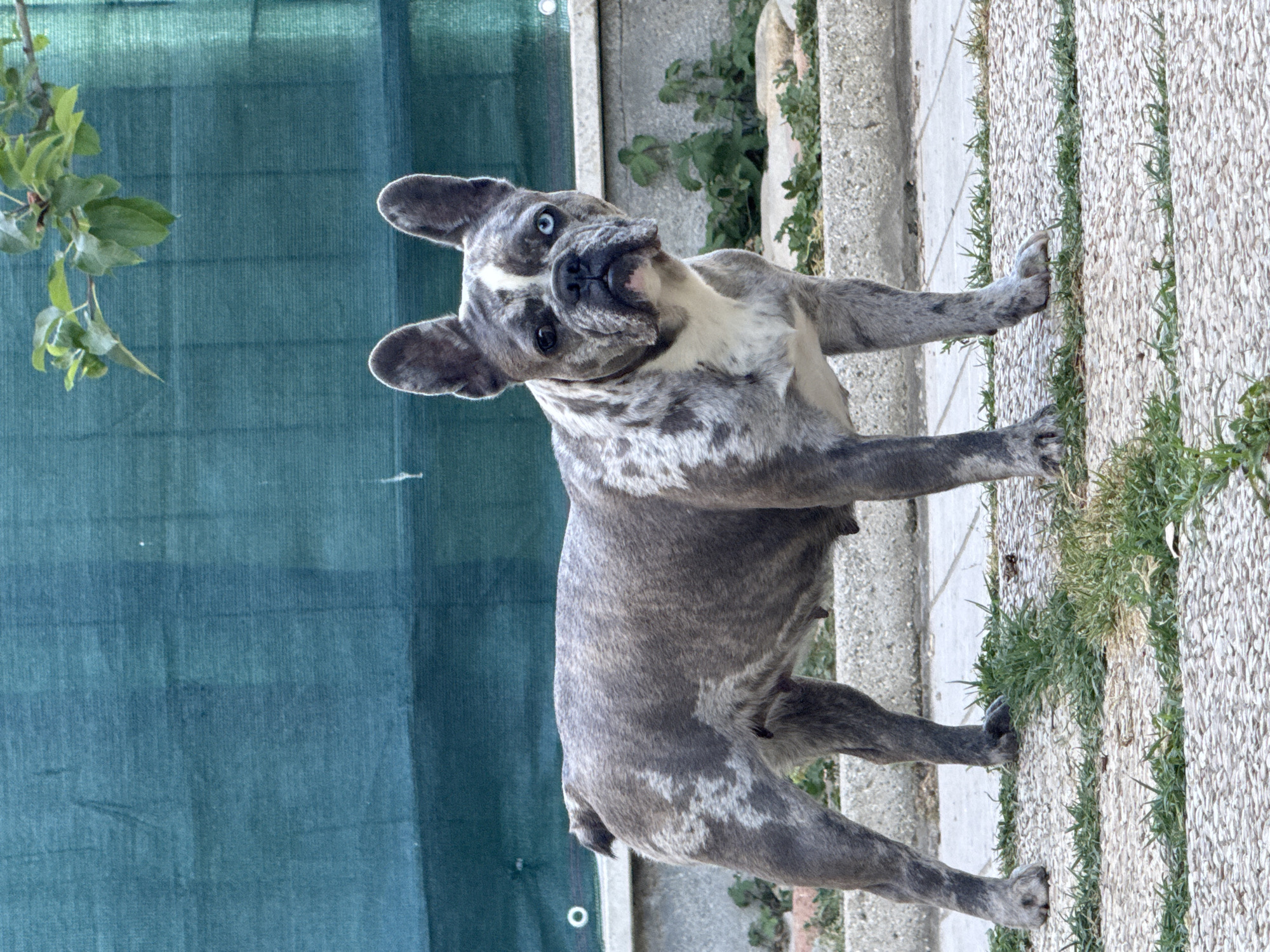 A brindle French Bulldog with striking blue eyes is the sole subject in this upright, medium shot. The dog is positioned in a yard, with its body angled towards the viewer. Its coat is a mix of grey, white, and black brindle patterns. The dog's ears are erect and its head is tilted slightly, giving it an inquisitive expression.
Behind the dog, a teal-colored mesh fence runs horizontally across the left side of the frame. To the right of the fence, a concrete pathway is visible, interspersed with tufts of green grass and larger stones. The ground appears to be a mix of concrete and gravel.
The lighting suggests it is daytime, with a bright, even light illuminating the scene. No text is visible in the image. The dog appears to be posing or looking directly at the camera. The setting is outdoors, likely a residential yard or garden in San Benedetto del Tronto, Italy, given the provided location context.