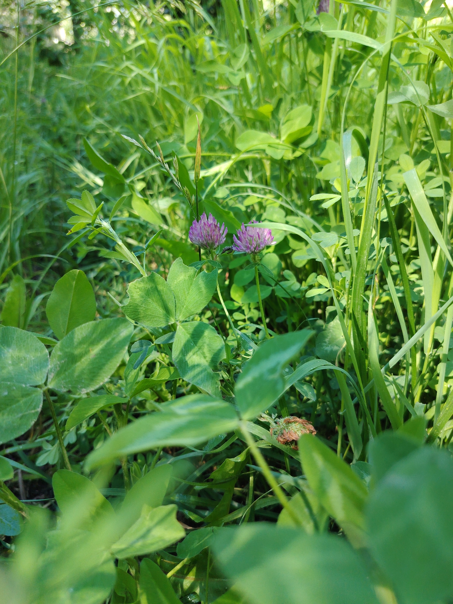 The image is a close-up, low-angle shot of green clover and grass in a natural setting. Two purple clover flowers are visible in the mid-ground. The foreground is dominated by large, out-of-focus clover leaves. The background consists of more dense foliage and grass, with some dappled sunlight filtering through. The scene suggests a natural, outdoor environment, possibly a field or meadow. The location in Cholpon-Ata, Kyrgyzstan, is not visually evident from the image itself, as there are no man-made structures or distinctive landmarks to suggest this specific location. The image focuses solely on the vegetation. There are no people, animals, or explicit actions depicted.