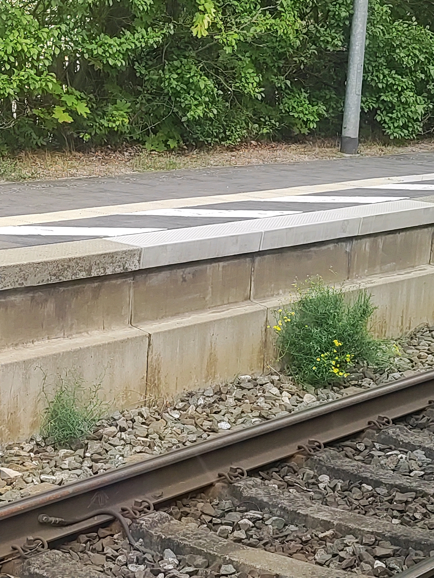 The image captures a close-up view of a train platform and tracks in Oberasbach, Germany. The platform is constructed with concrete blocks and features a white and black striped safety line along its edge. Lush green foliage forms a dense backdrop behind the platform, with a metal pole visible on the right side of the frame. Small, yellow wildflowers are growing out of the gravel surrounding the train tracks. The tracks themselves are made of steel rails resting on concrete sleepers, with various fasteners visible. No people or animals are present in the scene.