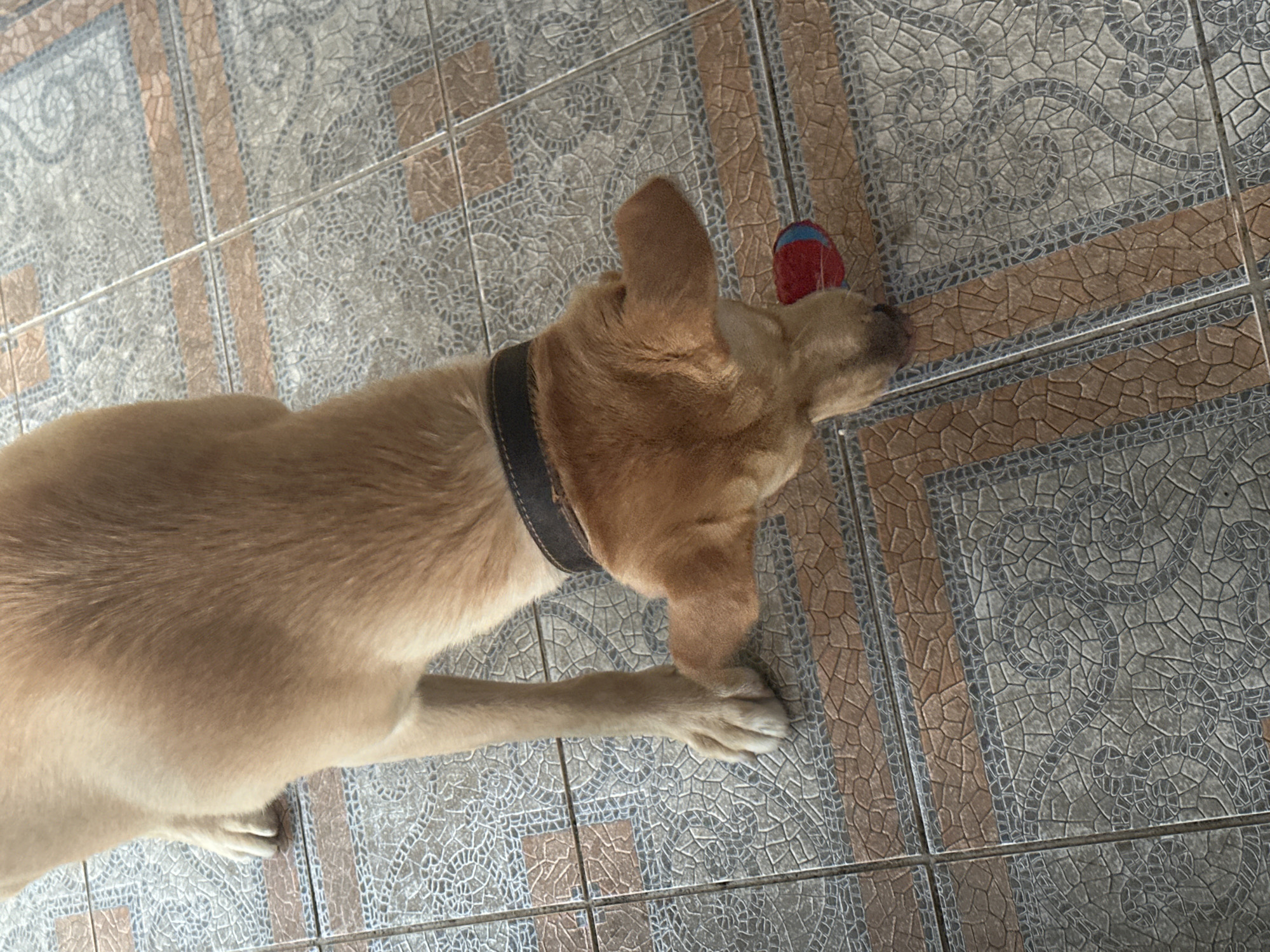 A tan dog with a dark collar is on a tiled floor. The dog is facing down and appears to be chewing on a red and blue ball. The tiles are a mosaic of brown, gray, and white. The image is taken from a high angle, looking down at the dog. There is no information in the image to indicate the location in the city of Sochi, Russia.