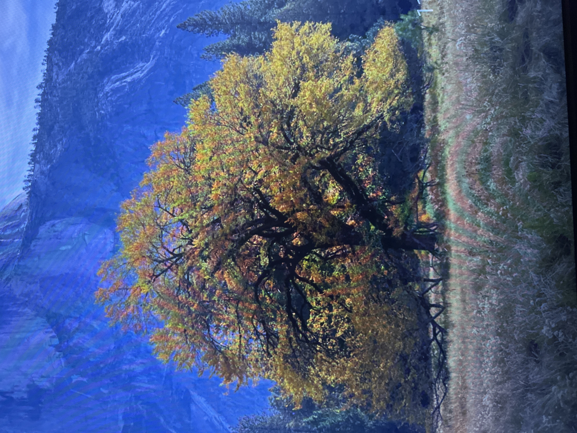 A large, deciduous tree with vibrant yellow and orange fall foliage dominates the center of the image. Its branches are exposed and gnarled. Behind the tree, a sheer, blue-toned cliff face rises dramatically, with a scattering of dark green coniferous trees along its lower slopes. The foreground consists of a meadow filled with dry, tall grass and some lighter-colored wildflowers. The overall scene suggests a natural landscape, likely in a mountainous or valley region, during autumn. There is no indication of the city of Edmonton, Canada in this image.