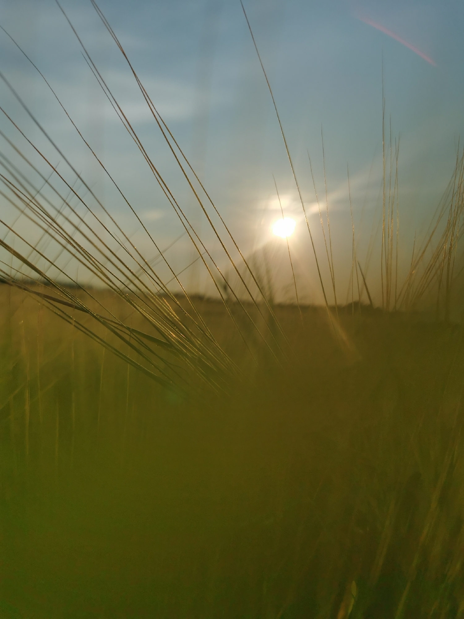 In Anglininkai, Lithuania, a photograph captures a close-up view of tall grass stalks silhouetted against a bright sky at sunset. The sun, a luminous orb, is visible in the upper central portion of the image, casting a warm glow and creating lens flares. The foreground is dominated by the blurred shapes of grass blades, some sharp and in focus, others soft and out of focus, creating a sense of depth. The background shows a hazy field stretching towards the horizon, illuminated by the setting sun. The overall impression is one of natural beauty and tranquility during a golden hour in the Lithuanian countryside.