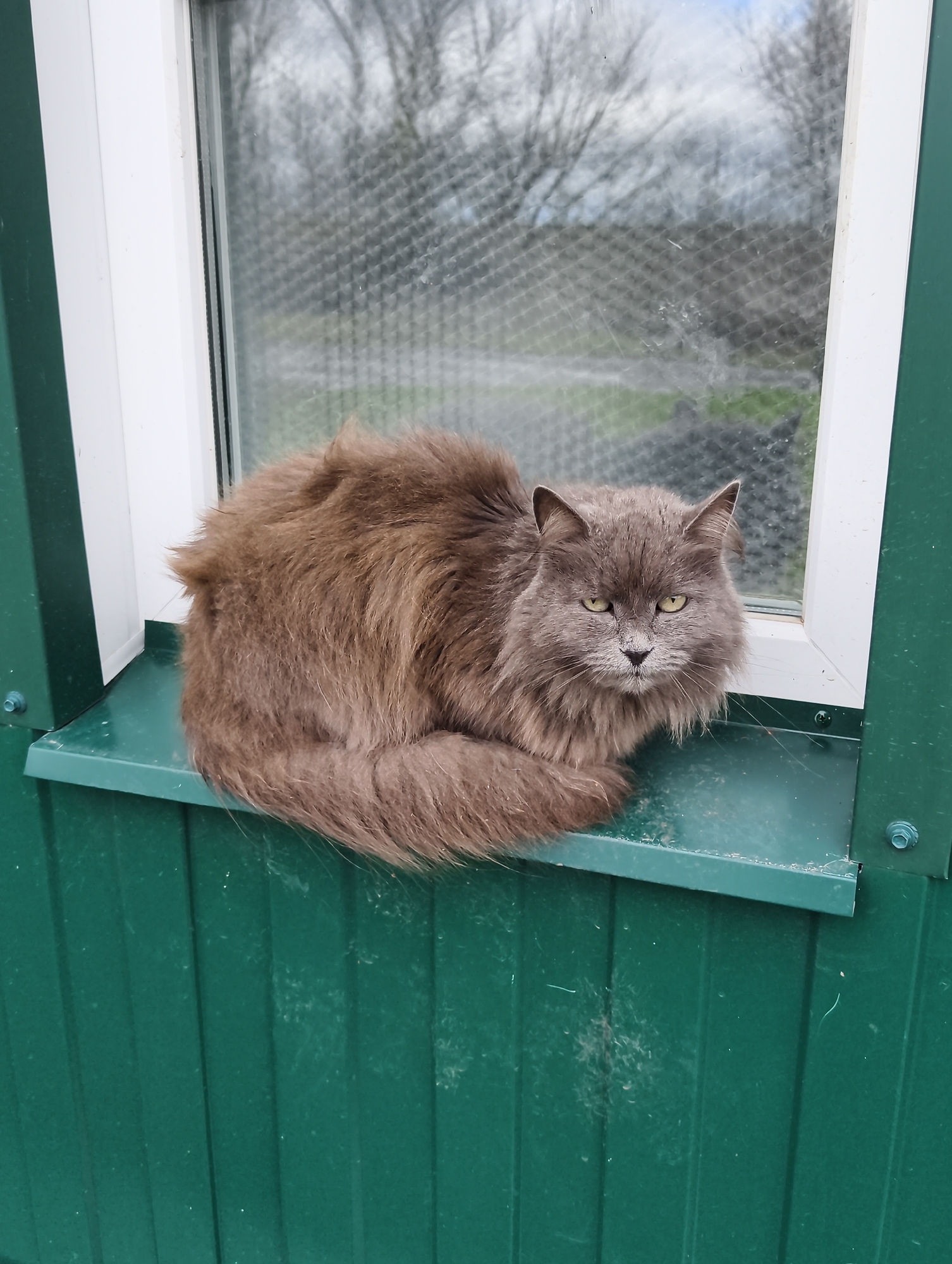 A gray, long-haired cat is perched on a green windowsill. The window has a white frame and a gridded screen. The background shows leafless trees. The photograph was likely taken in Balashov, Russia.